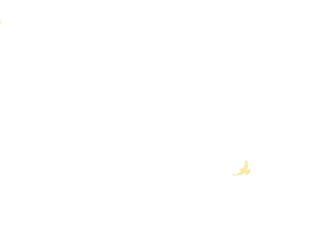 鸽子