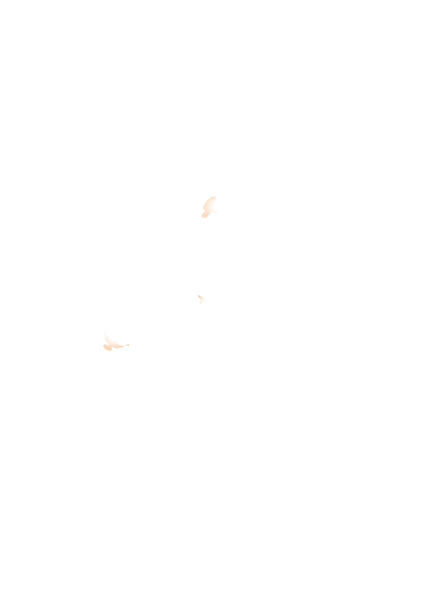 鸽子