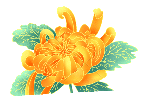 菊花