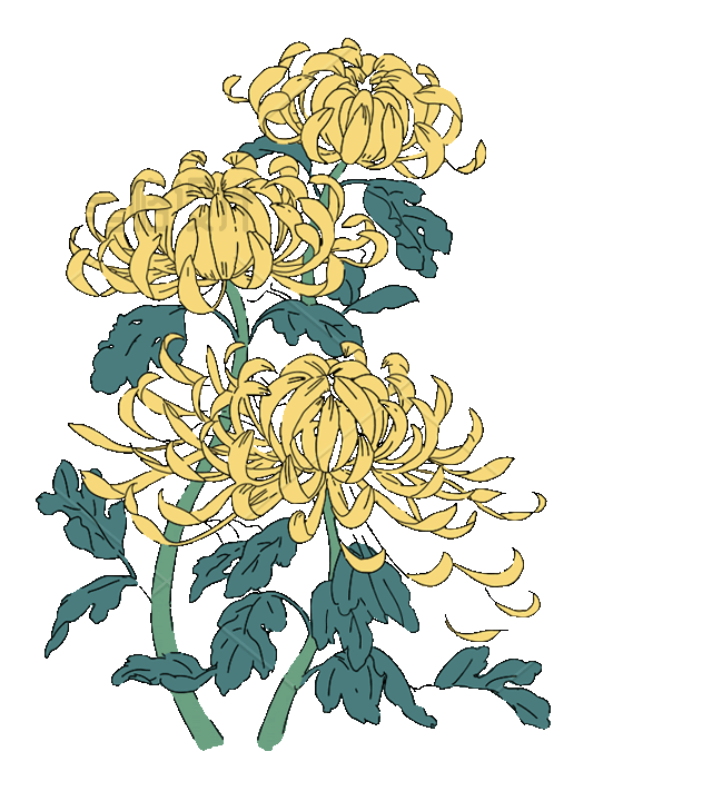 菊花