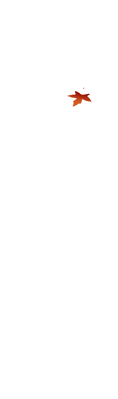 枫叶落下