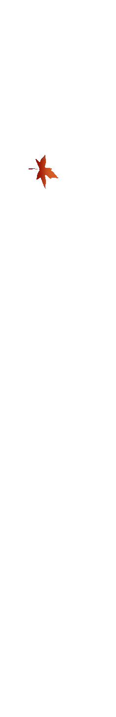枫叶