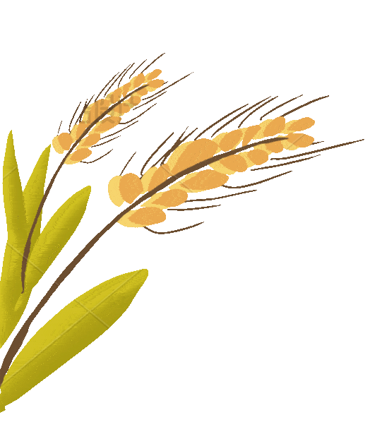 小麦
