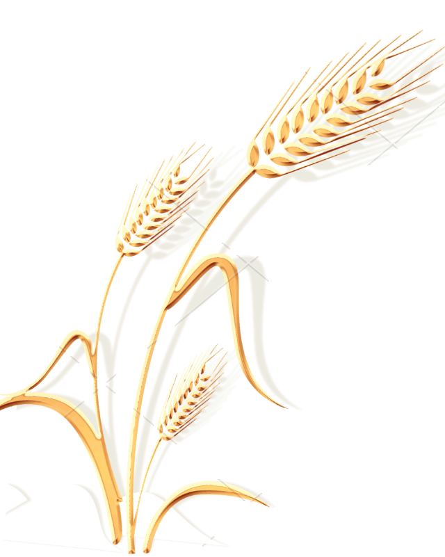 麦子