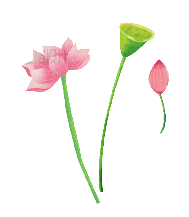 荷花荷叶