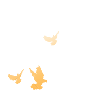 鸽子