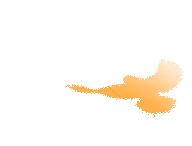 鸽子