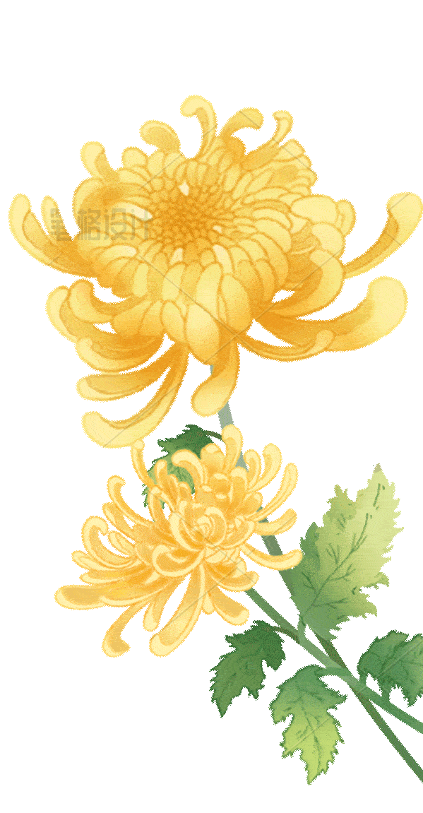 菊花