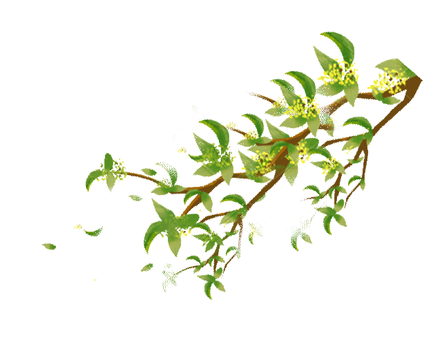 桂花