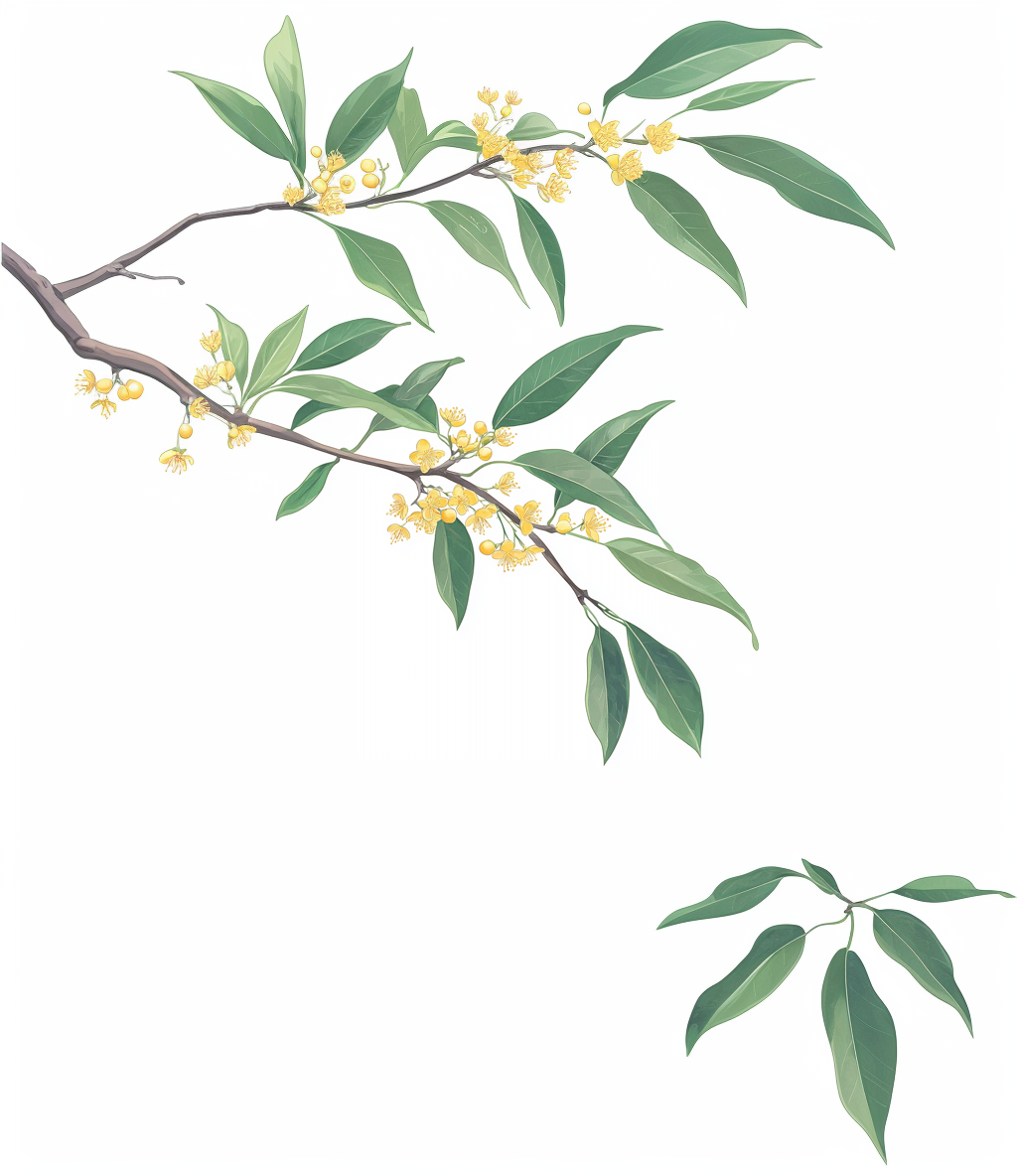 桂花枝叶插画 可做壁纸的清新图