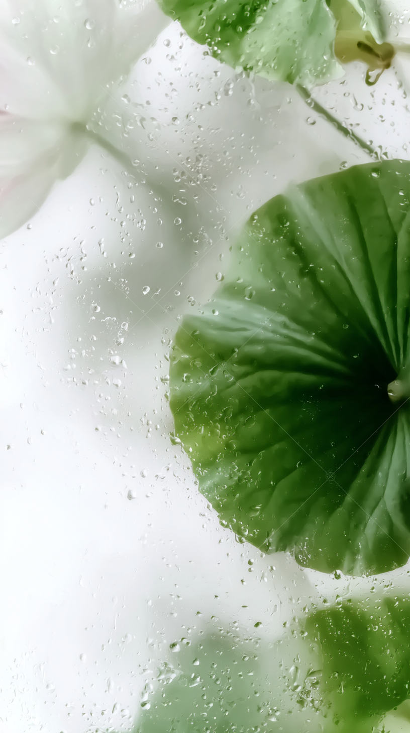 绿色清新水滴绿植背景