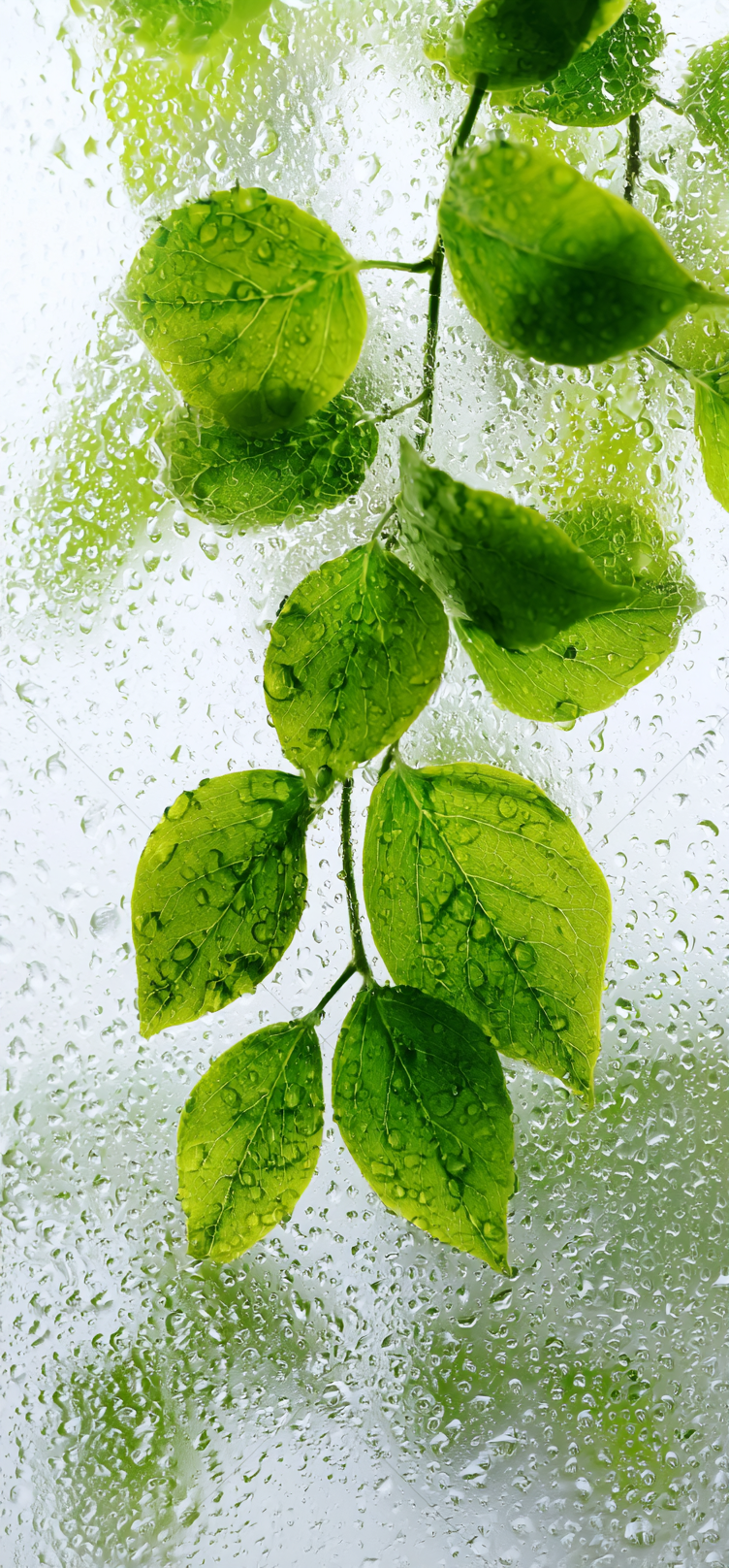 绿色清新水滴绿植背景