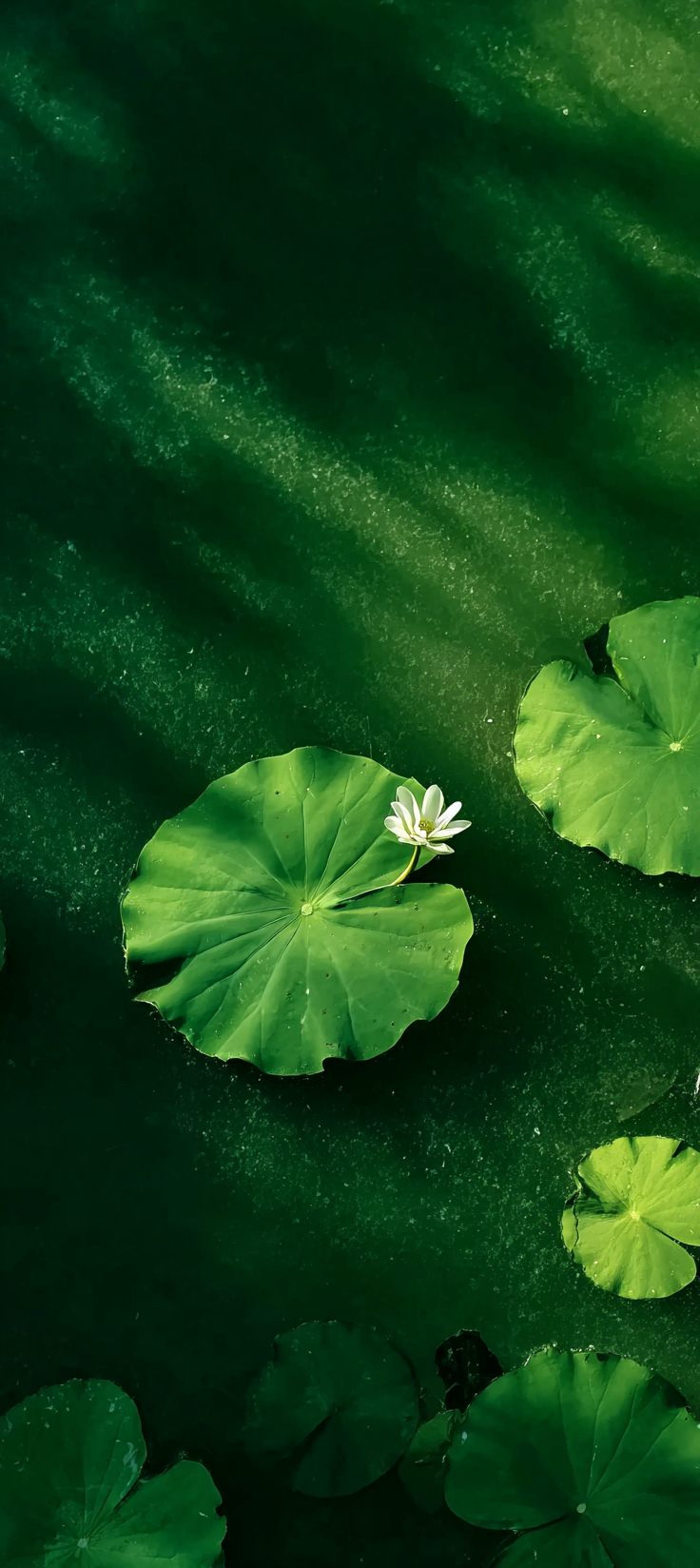 绿色荷叶背景
