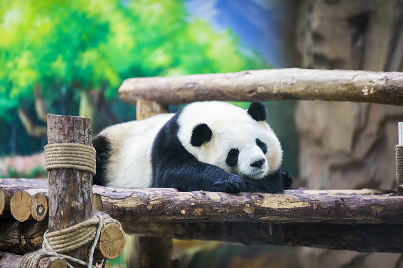 可爱熊猫慵懒躺卧憨态的趣味横图