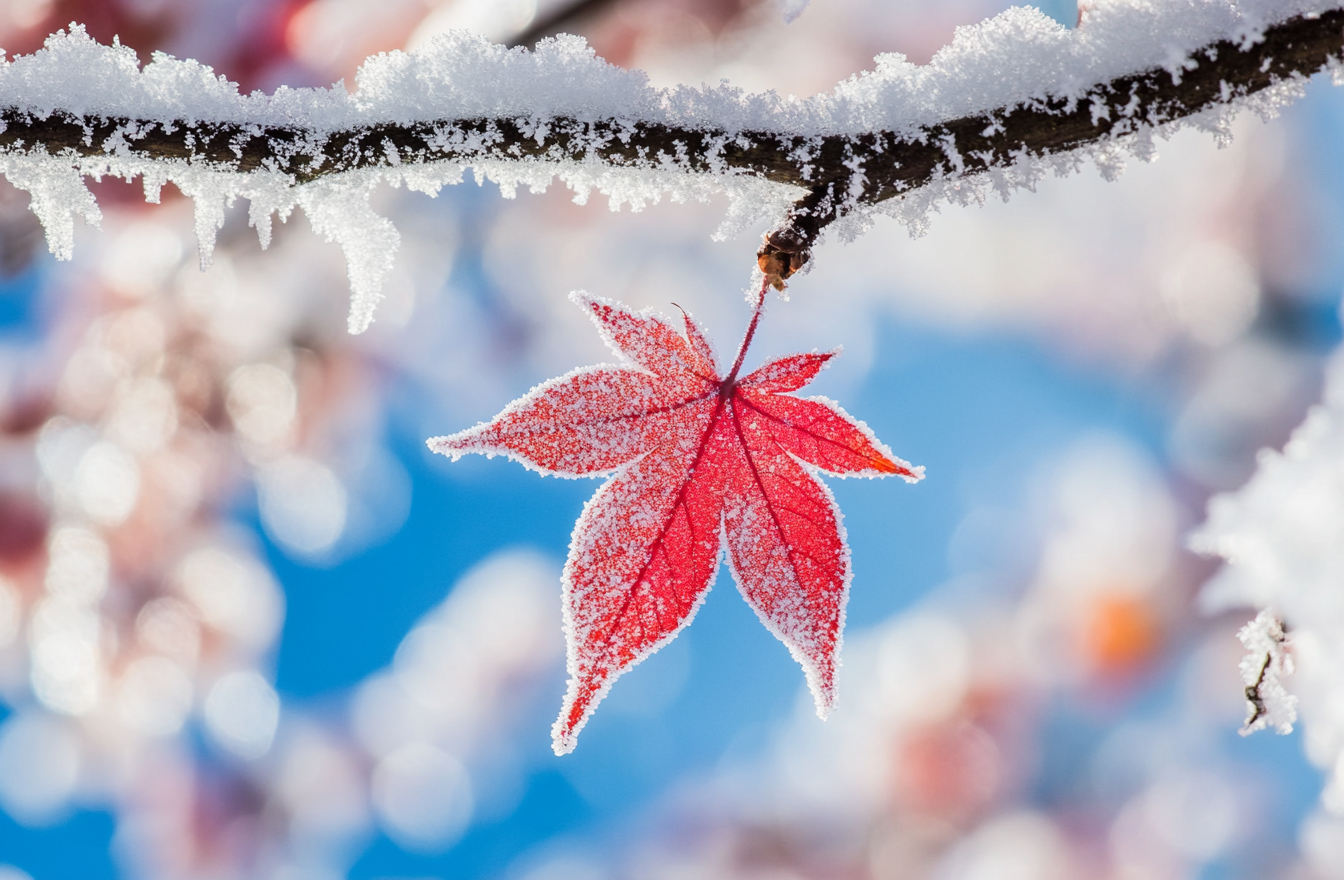 霜雪覆红叶冬日美景手机电脑壁纸