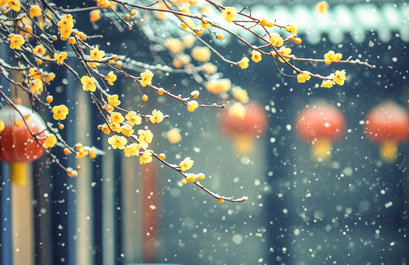 雪中腊梅新春佳节氛围