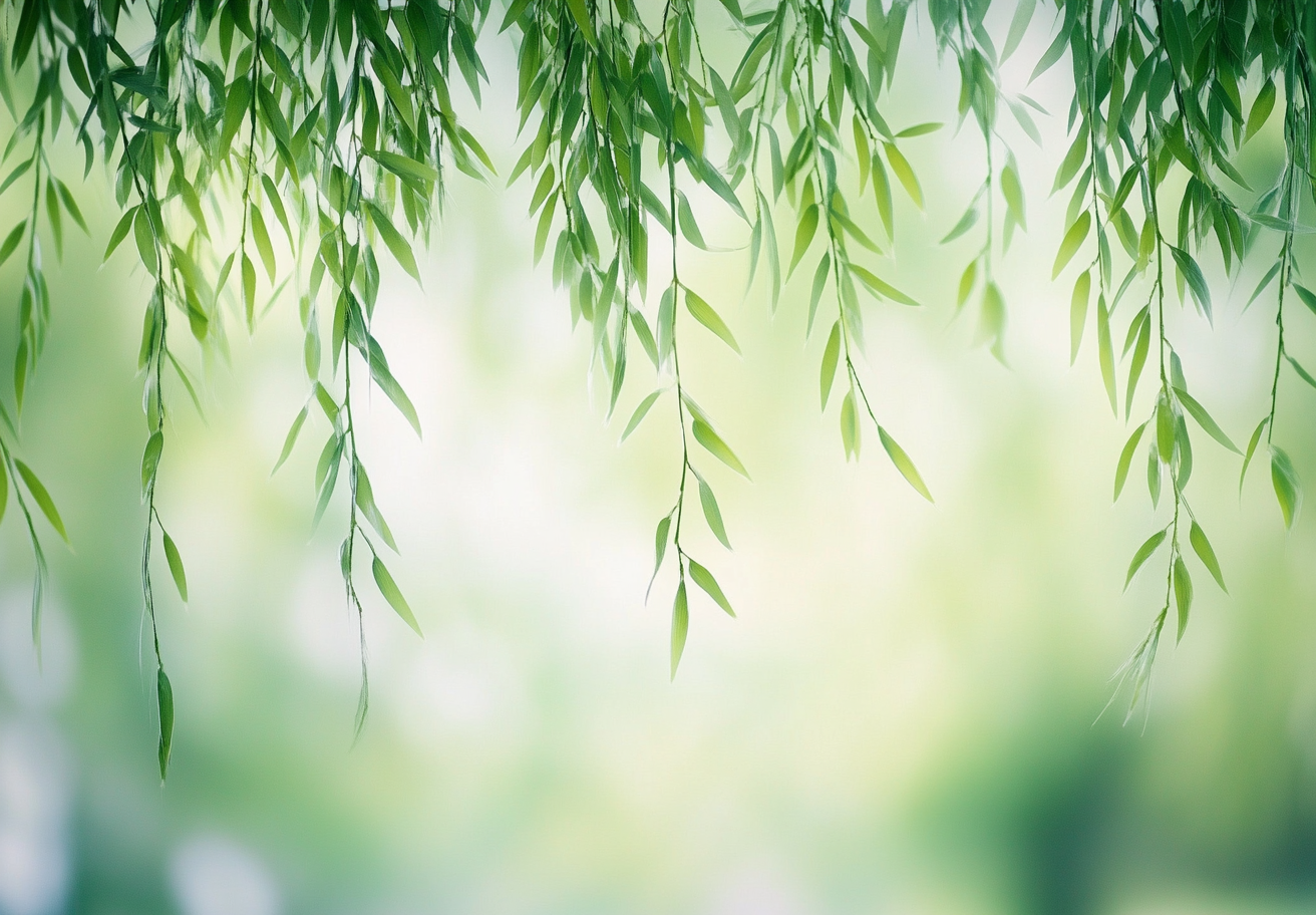 柳叶自然风光壁纸
