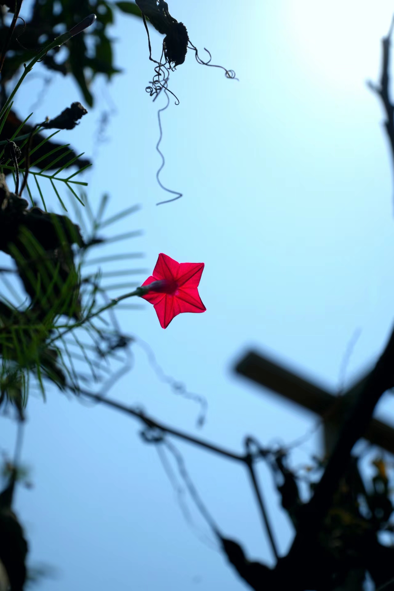 蓝天映衬下的鲜艳红色五角星花