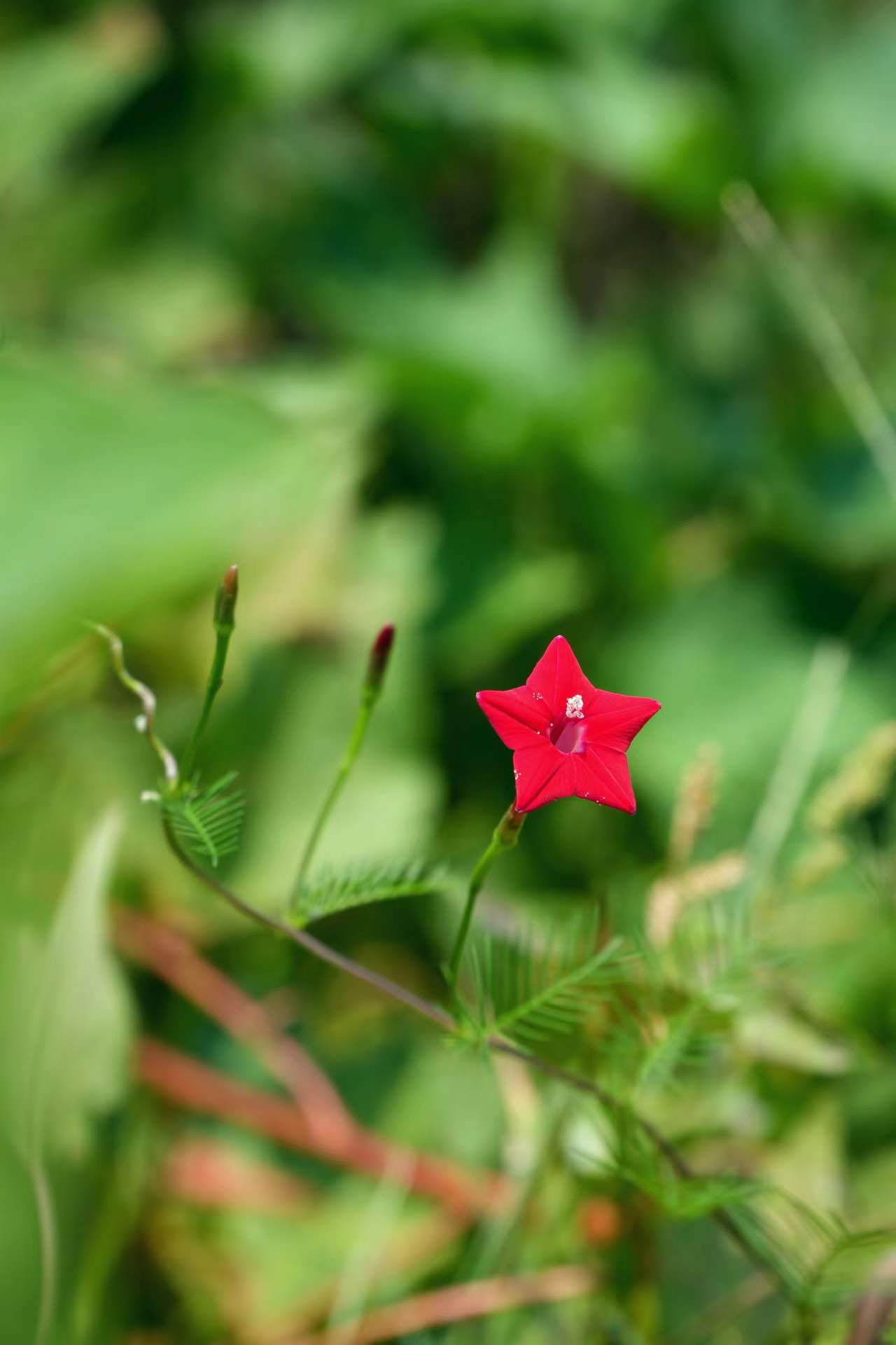 鲜艳红五星花尽显自然之美 清新植物壁纸