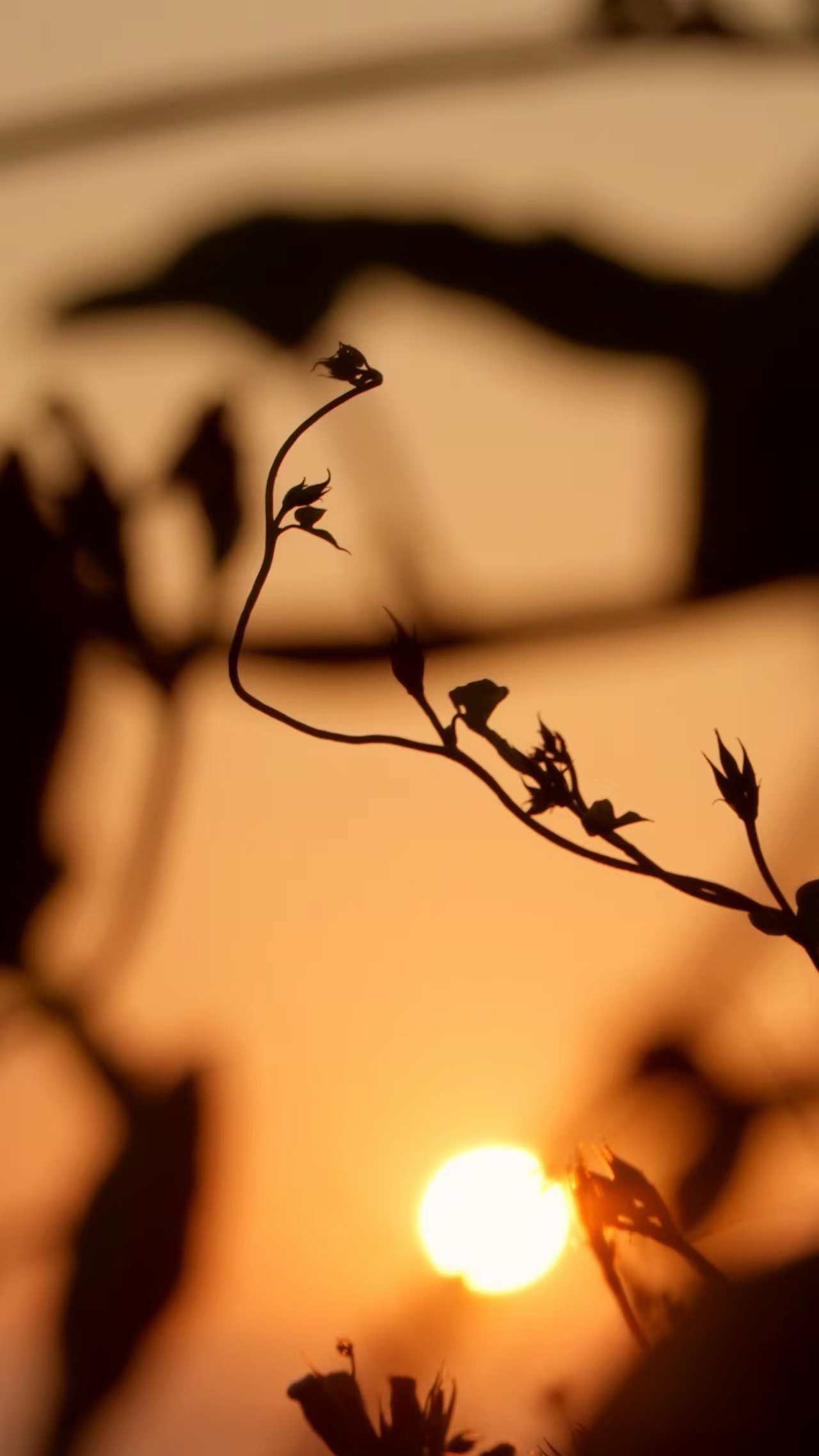 夕阳下的植物剪影 手机壁纸的唯美之选