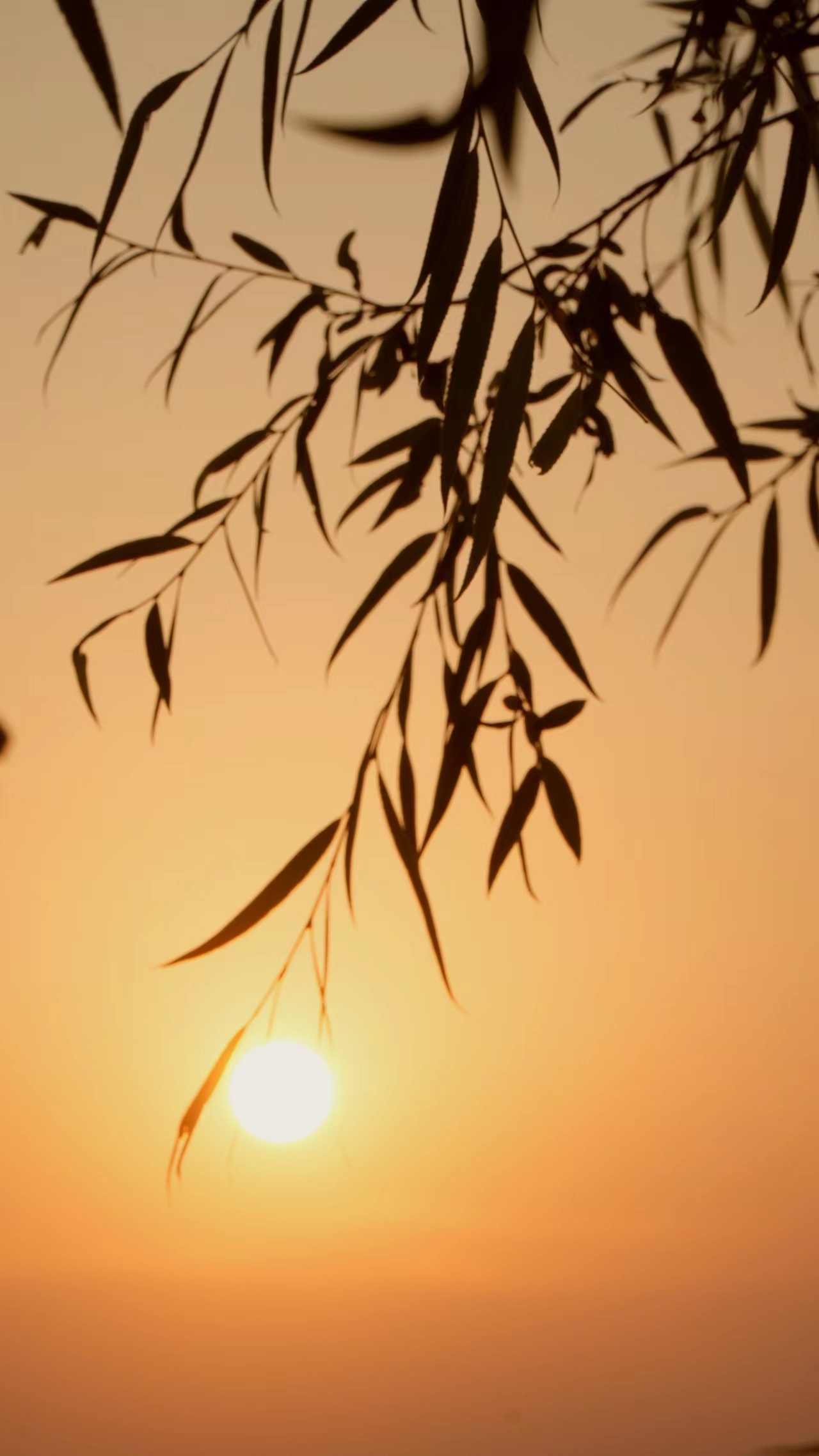 夕阳下的柳树枝条 唯美手机壁纸素材