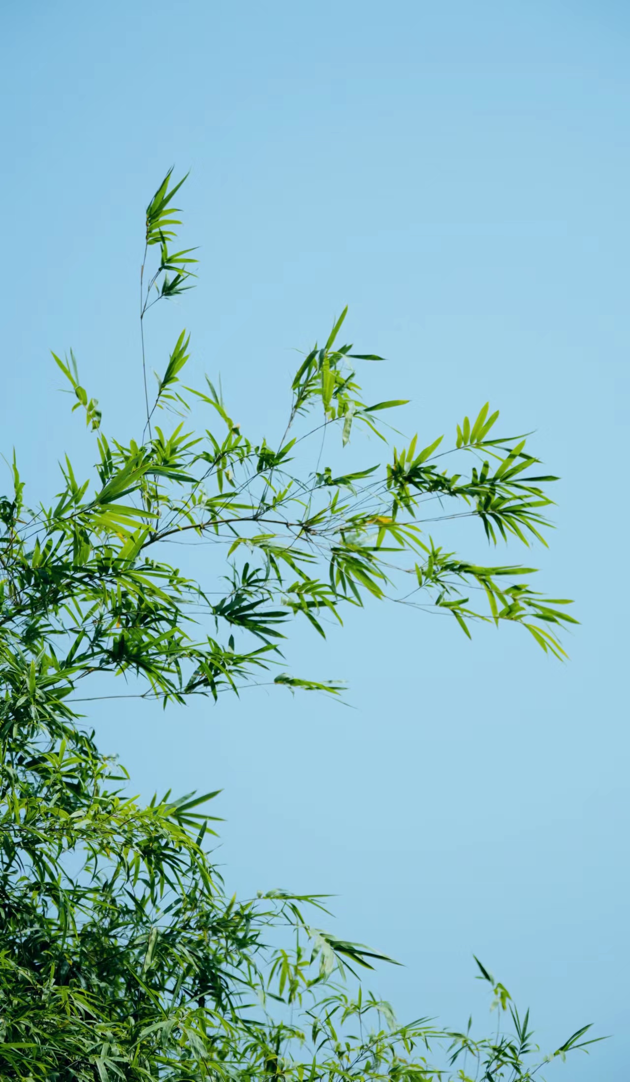 翠绿竹叶清新唯美 绝佳手机壁纸素材