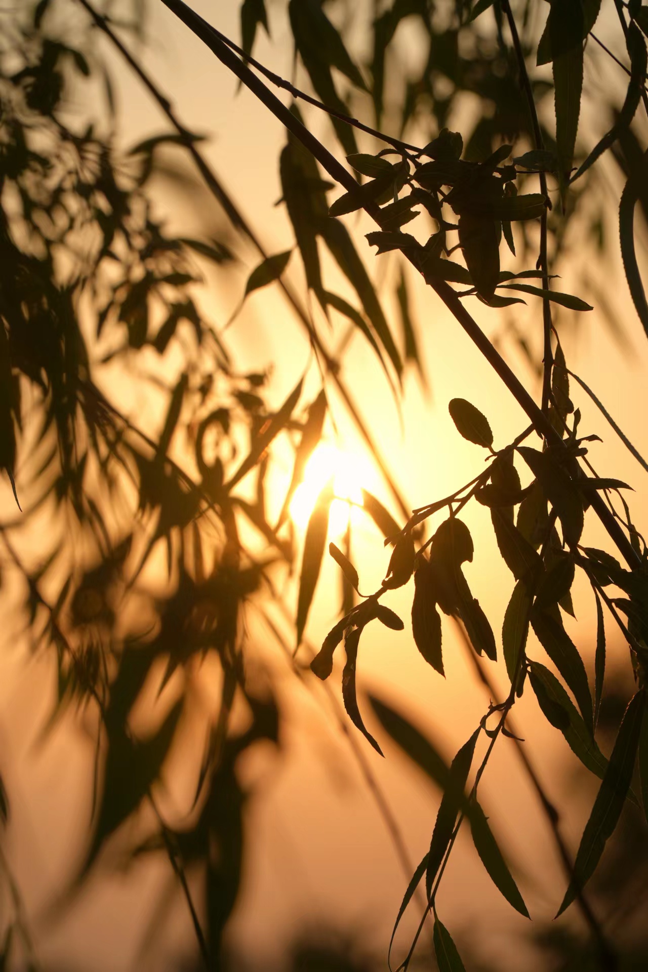 夕阳透过树叶洒下暖光的唯美自然景象