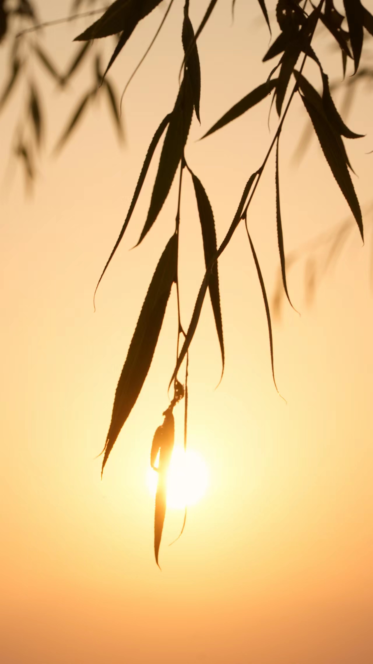 夕阳下的柳叶剪影 唯美意境手机壁纸素材