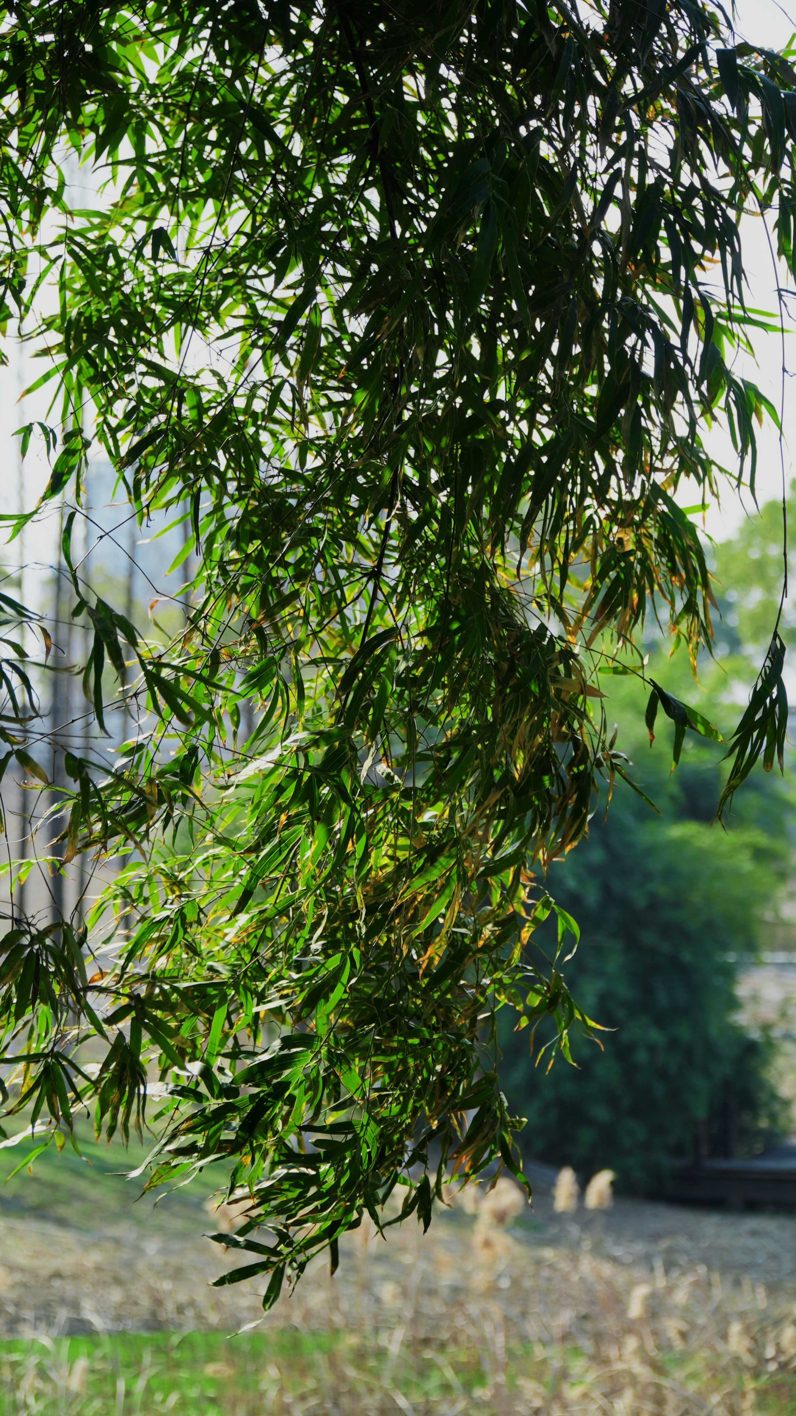 翠绿竹叶垂落 清新绿植风景电脑壁纸