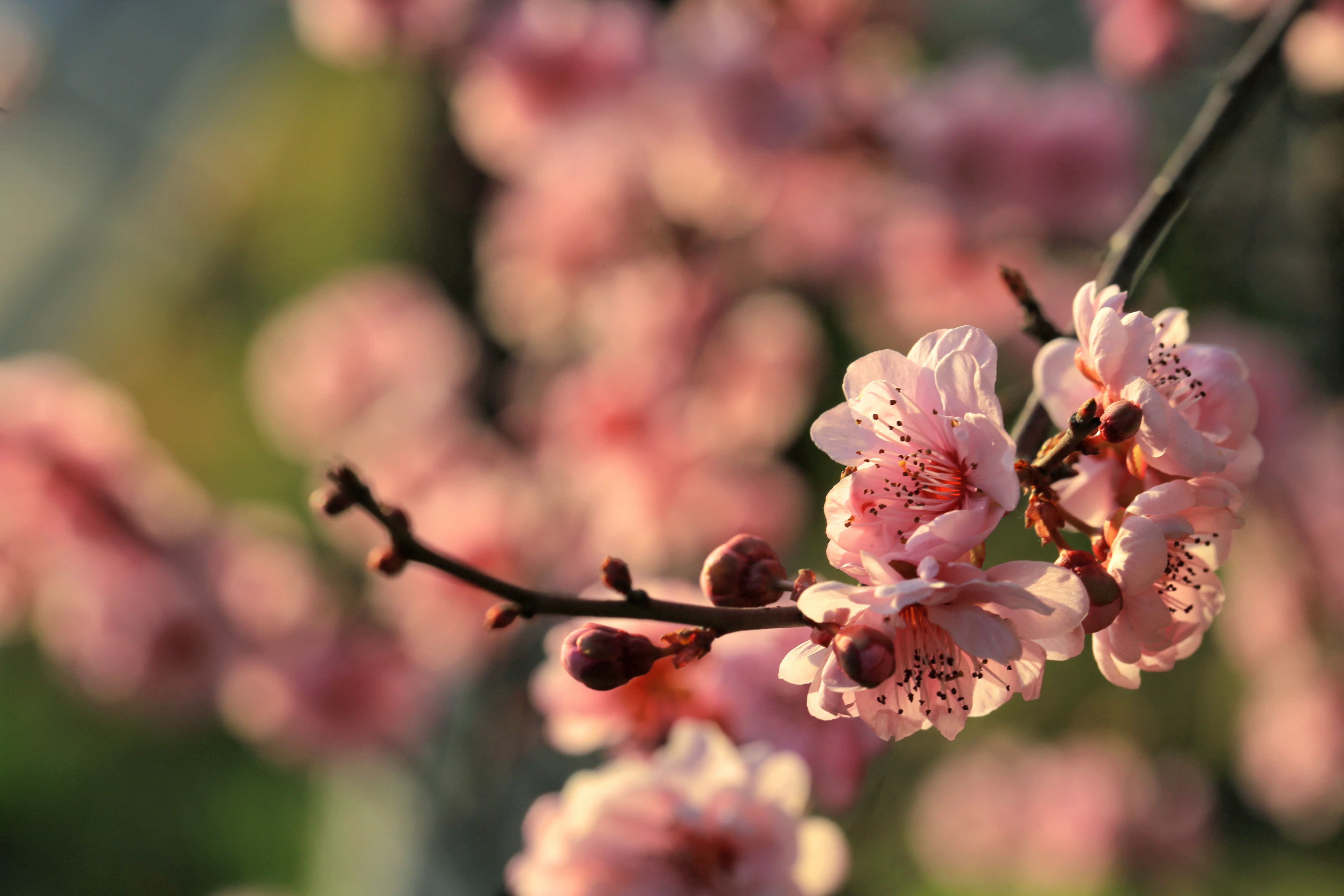 赏春日粉色梅花 唯美鲜花电脑壁纸