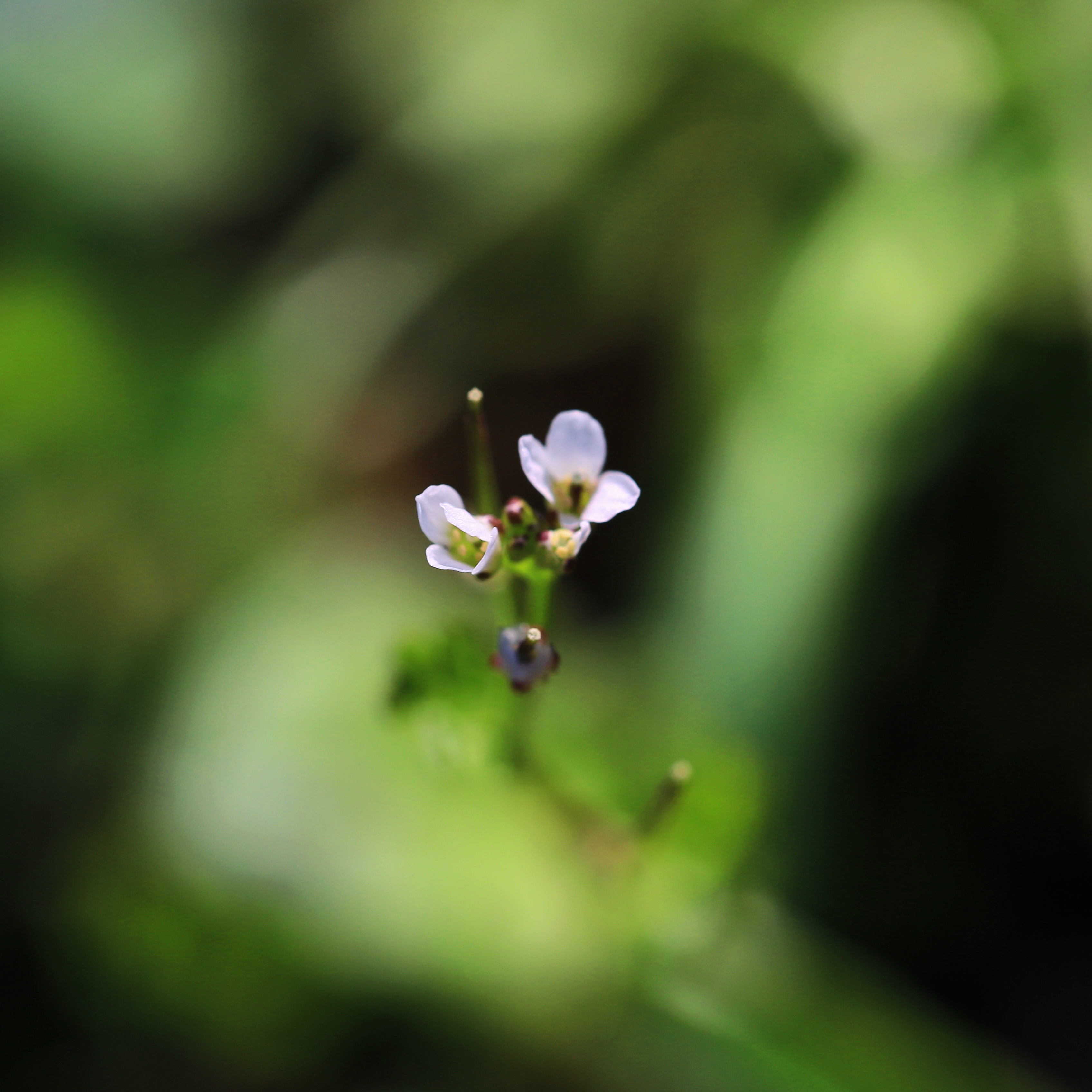 清新小草花之美手机电脑壁纸素材