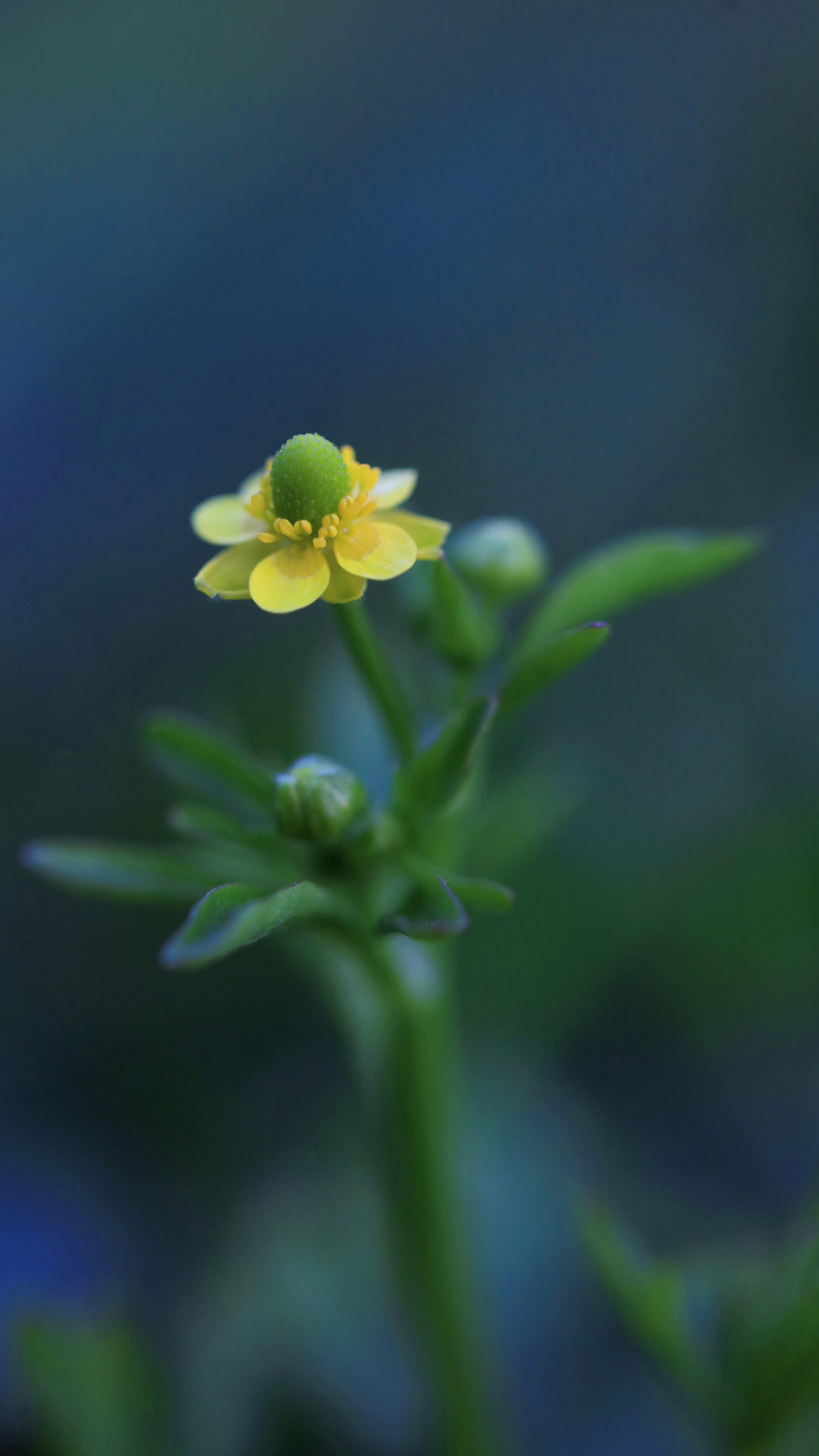 清新小黄花开满枝自然风手机壁纸