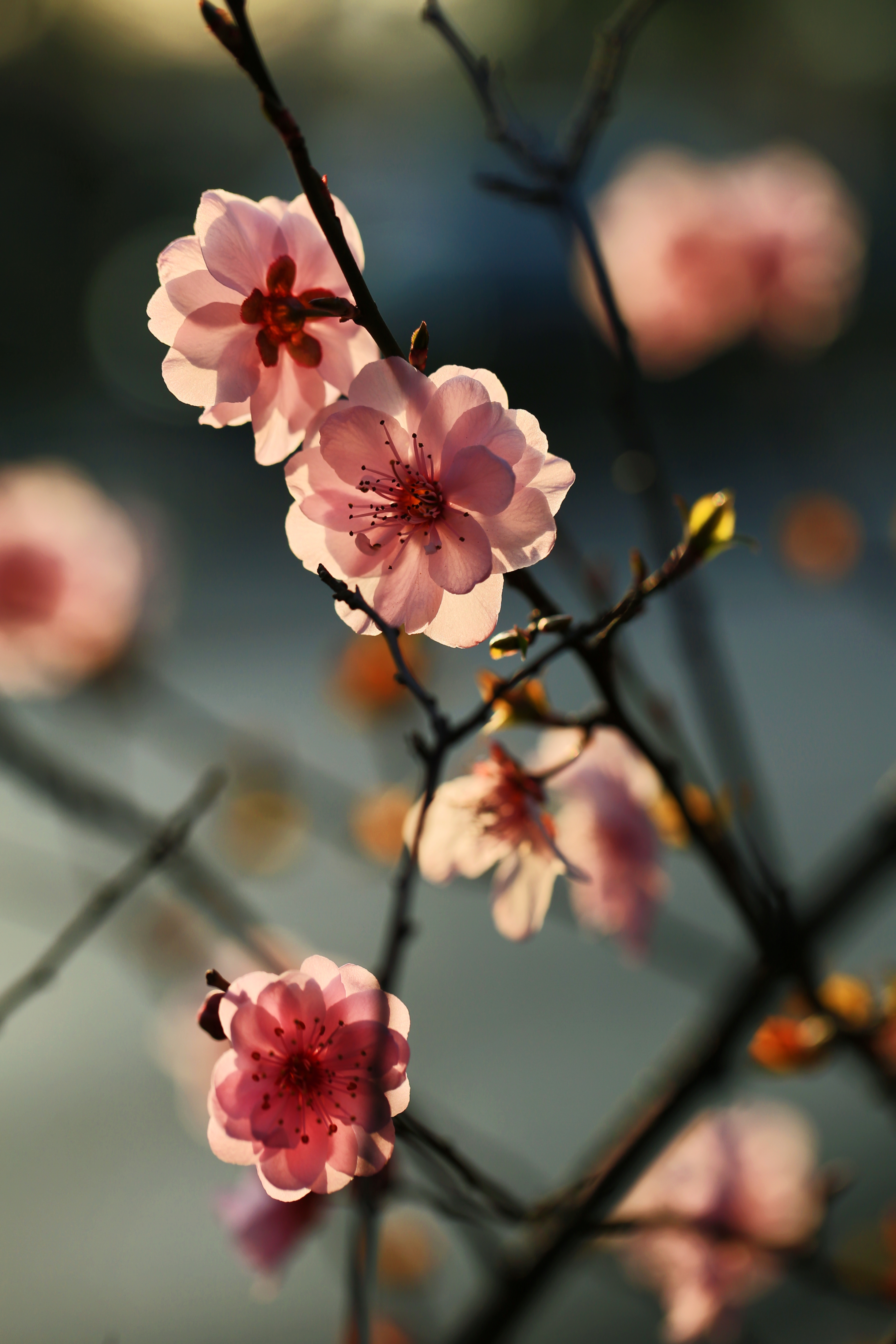 粉嫩桃花盛开枝头唯美鲜花壁纸来袭