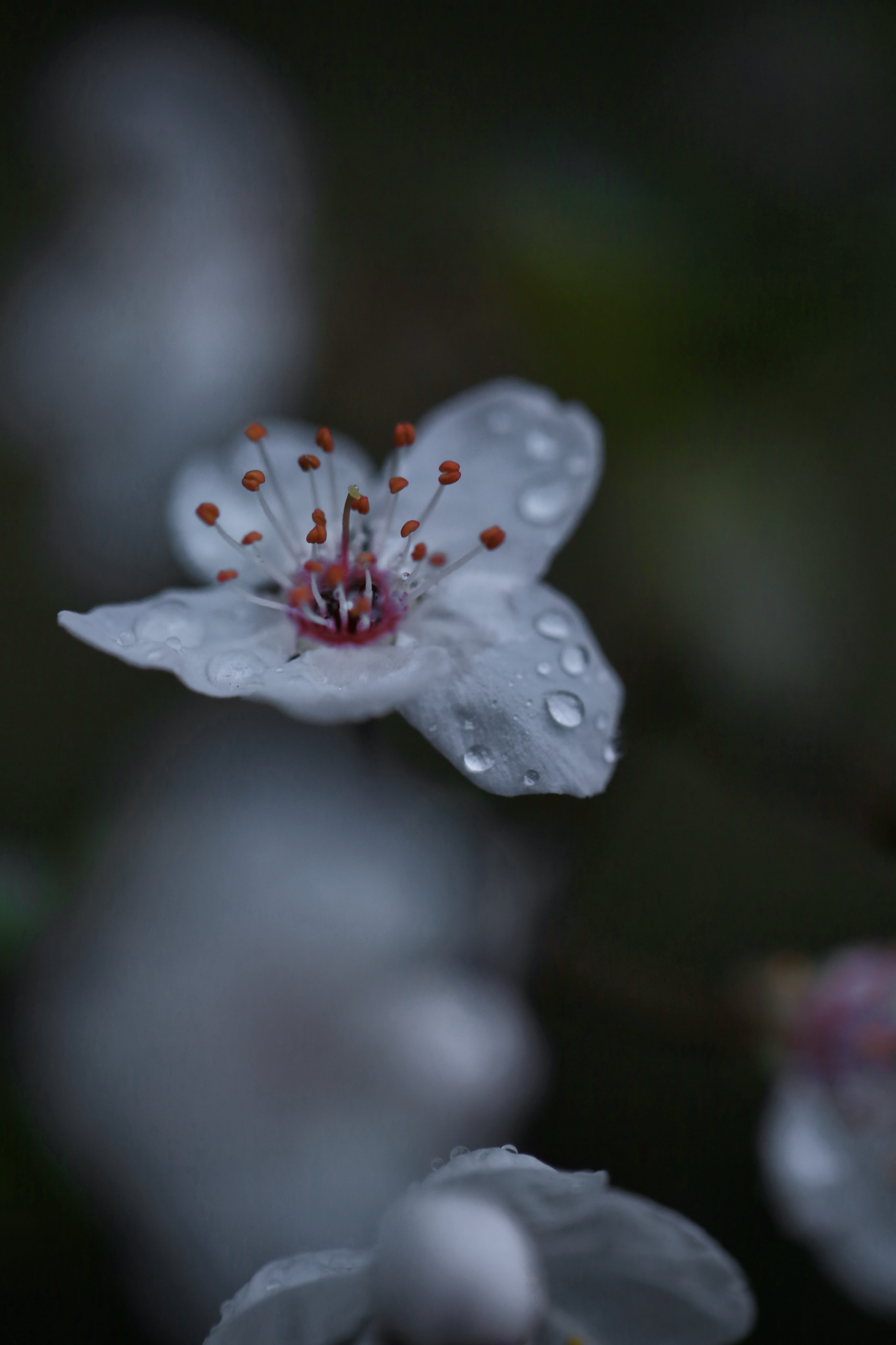 带水珠的白色花朵 清新鲜花手机壁纸素材