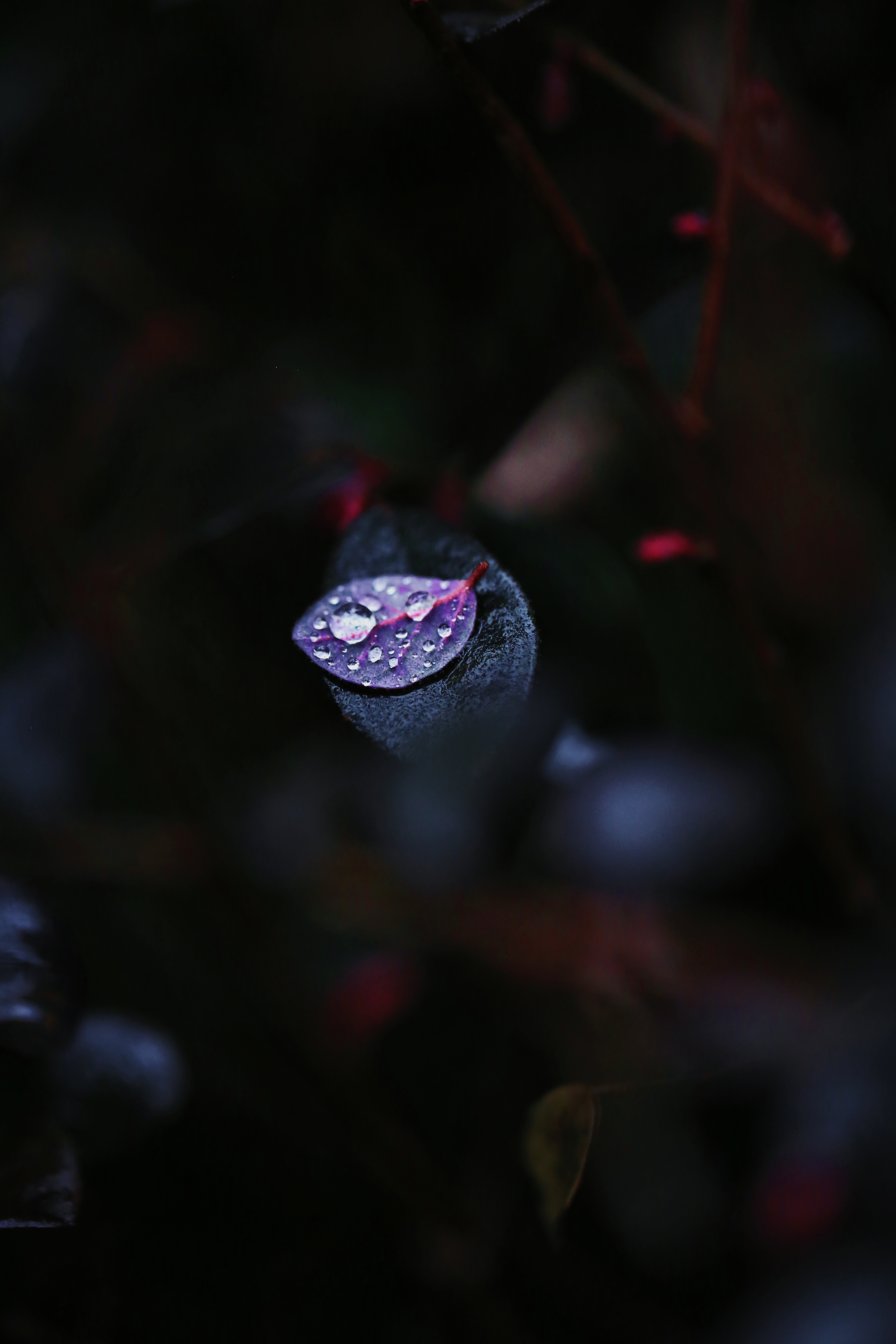 带水珠的紫色叶片自然清新手机壁纸