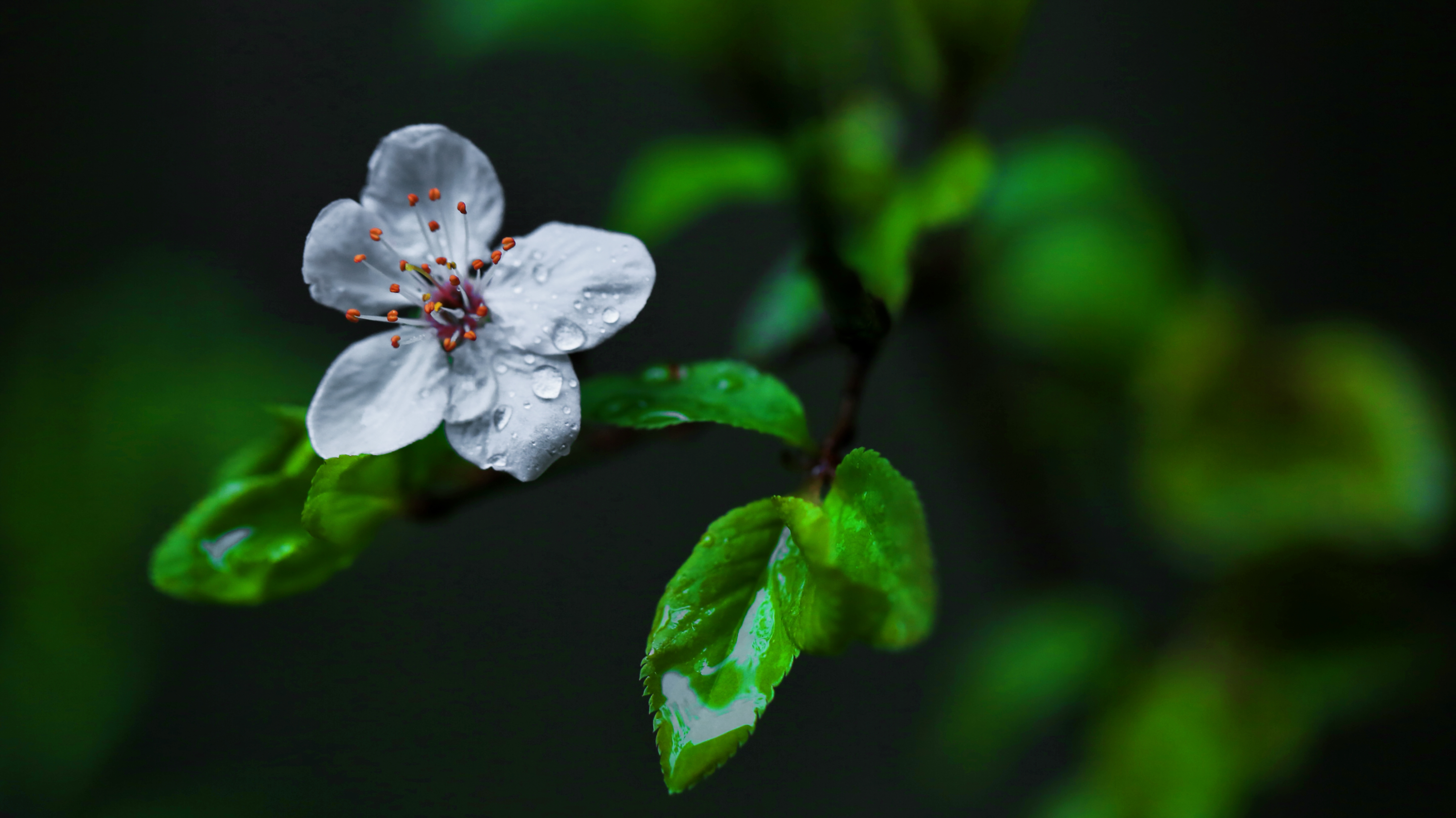 带水珠的白色花朵 清新自然壁纸