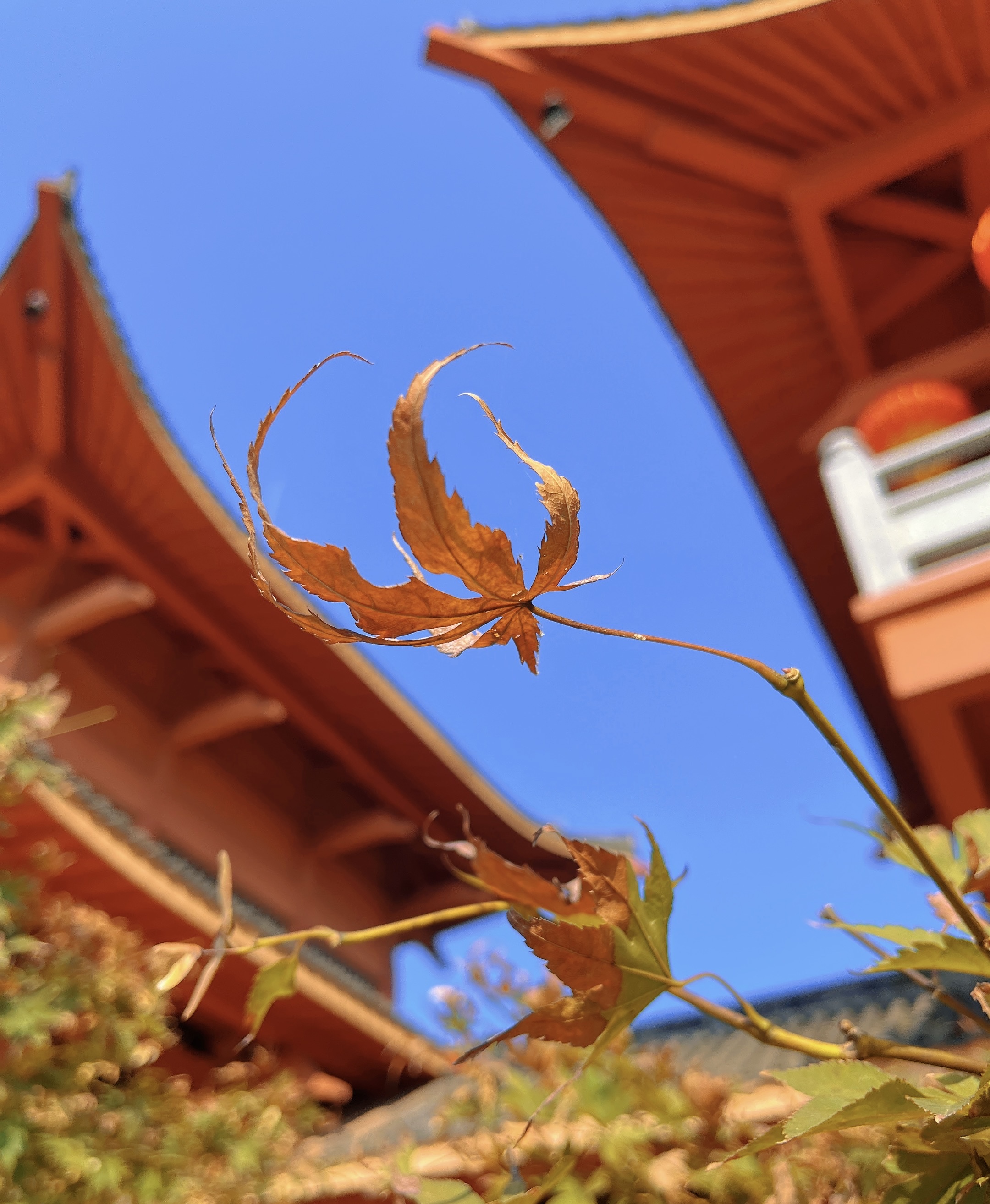古建筑前的枯黄树叶文艺之美