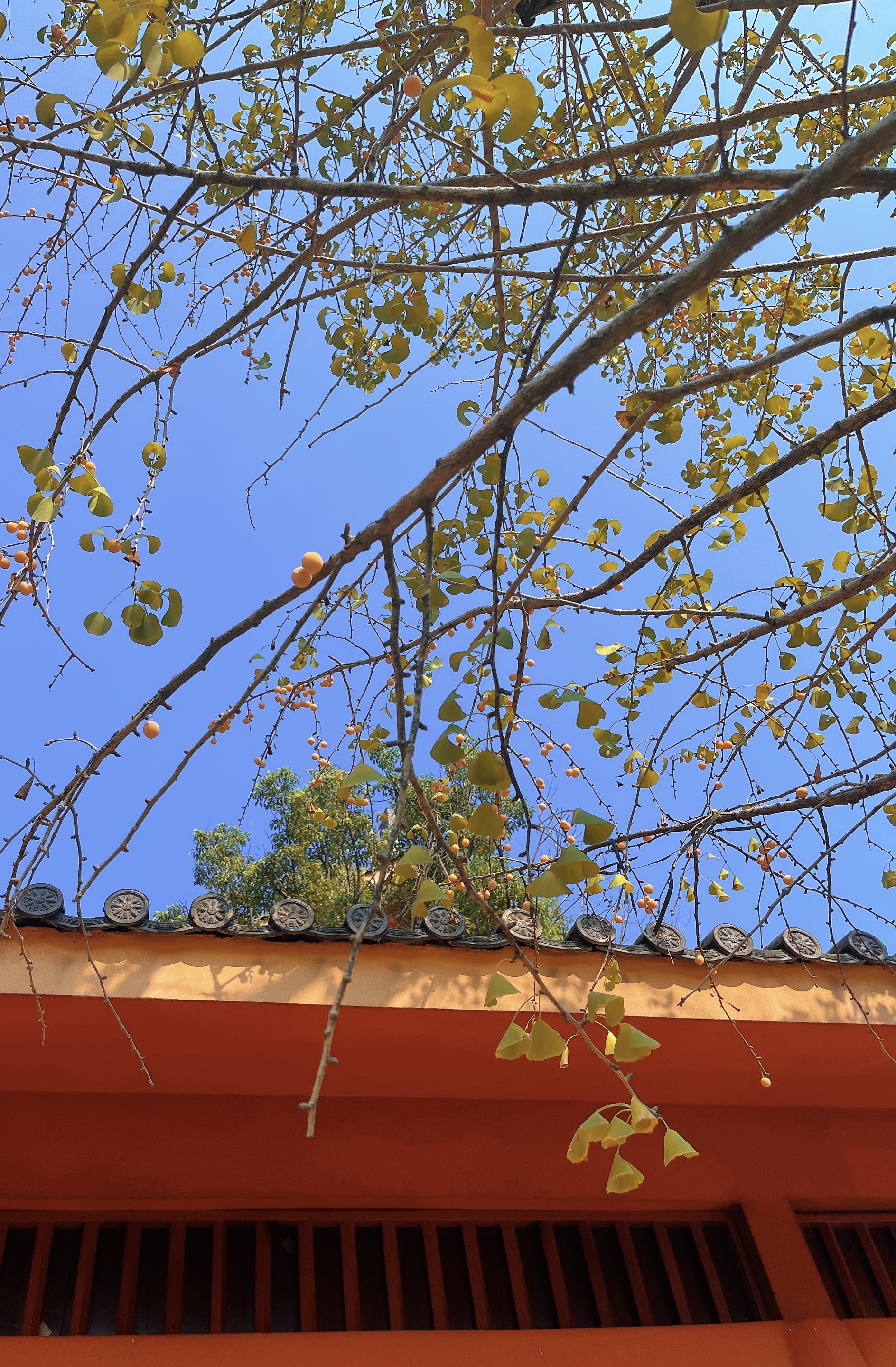 橙墙古建筑旁银杏树古朴之美