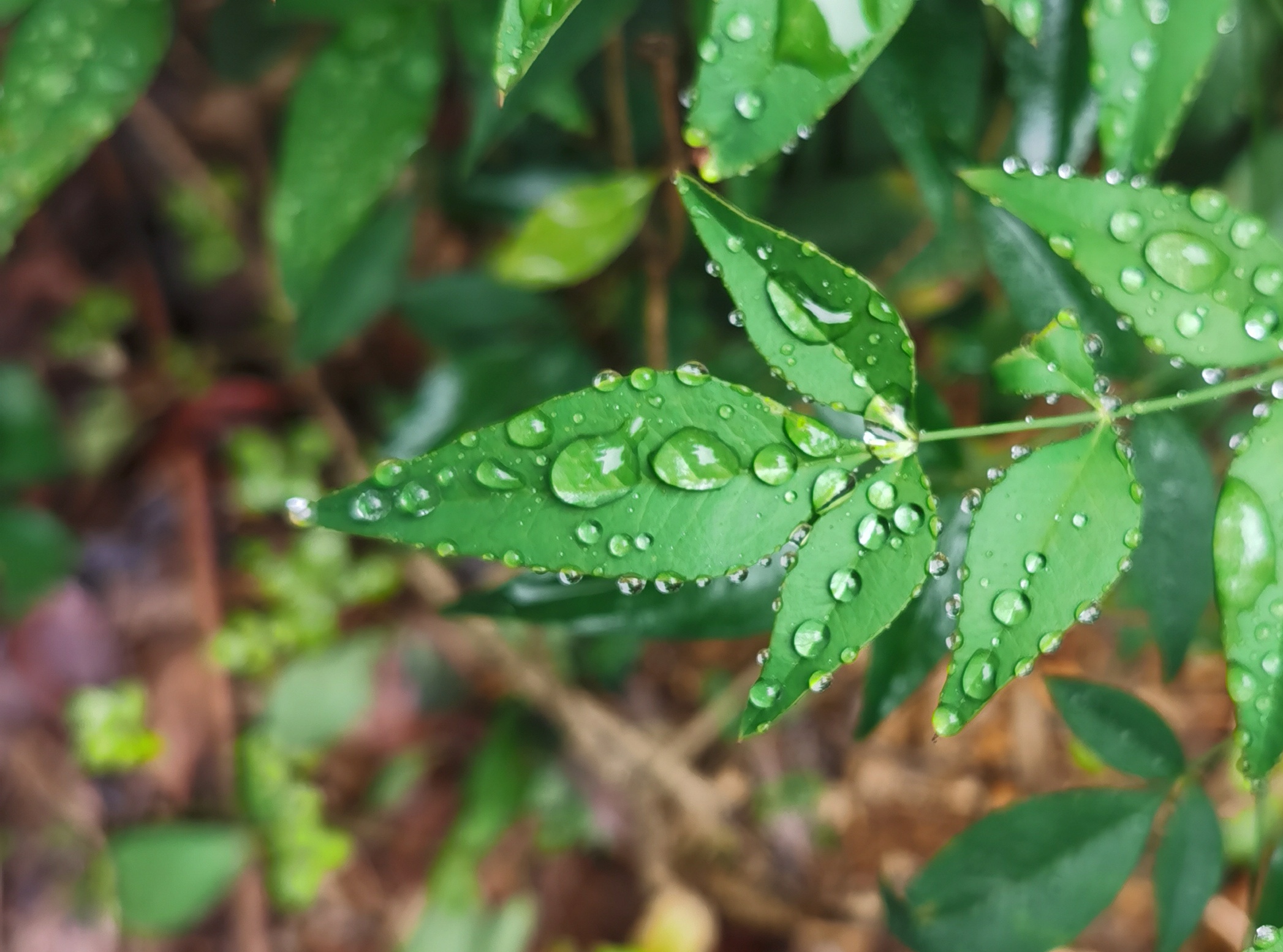 带水珠的绿叶 清新绿植树叶手机壁纸素材