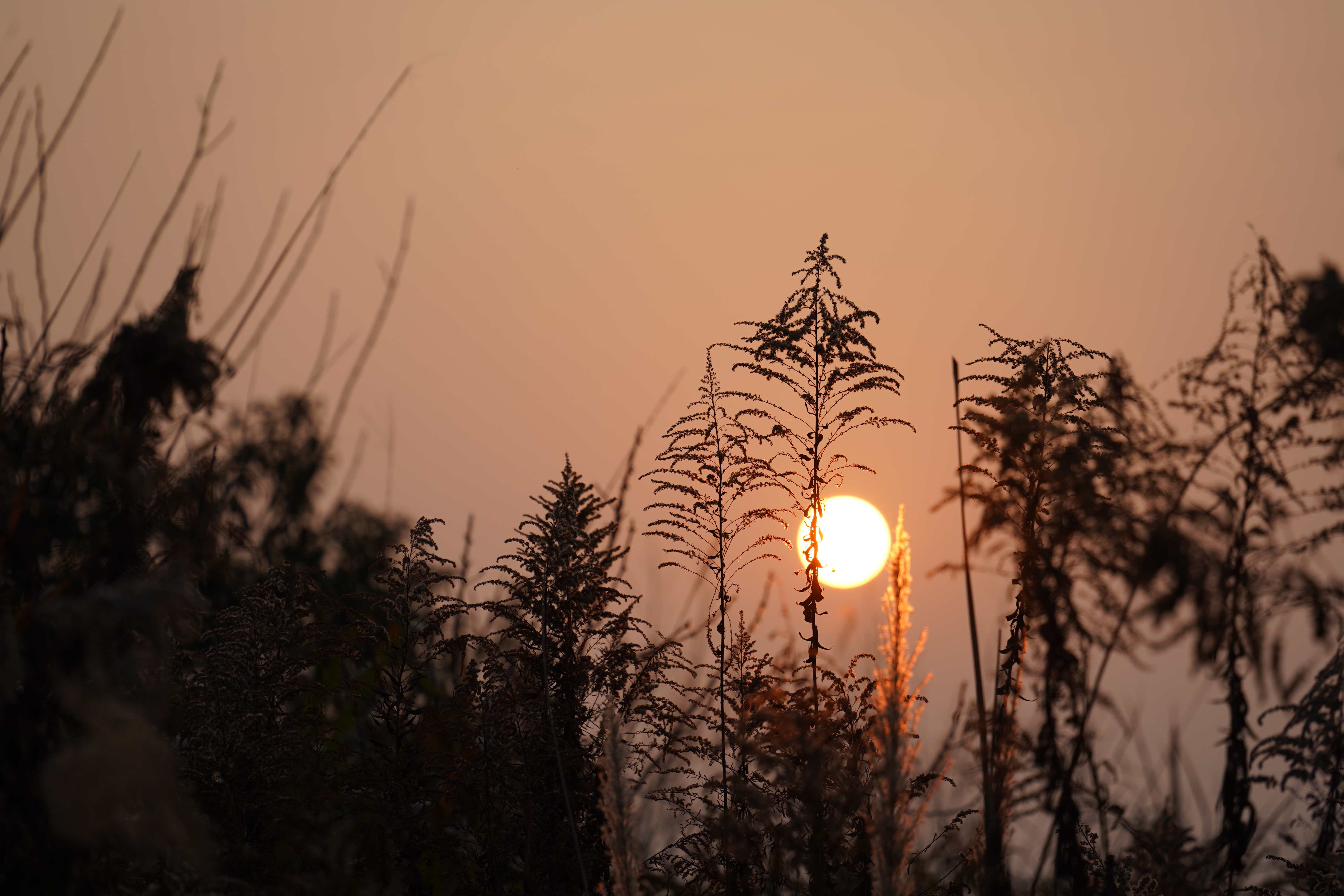 夕阳下的草木剪影手机壁纸素材