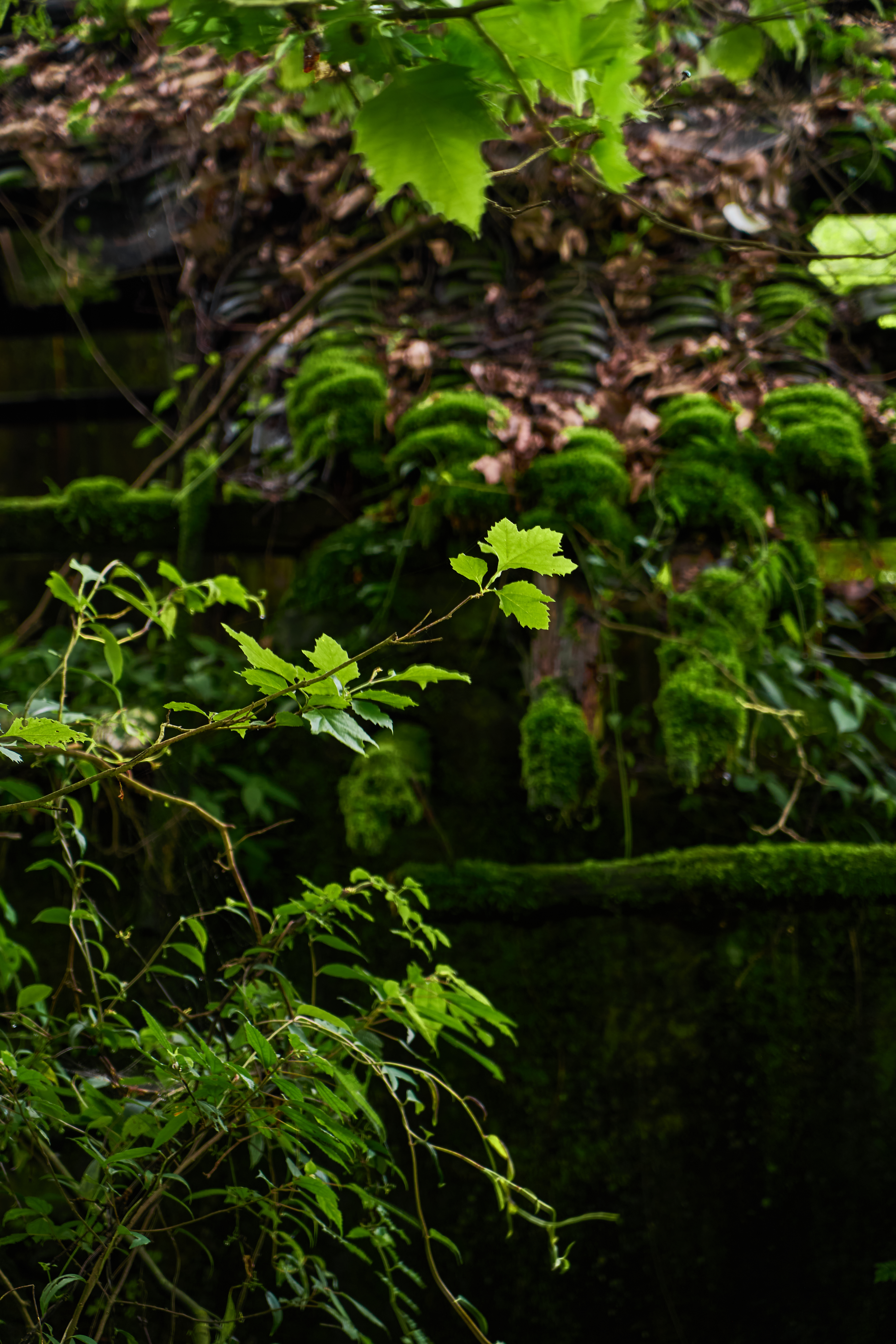 长满青苔绿植的古建筑自然之美