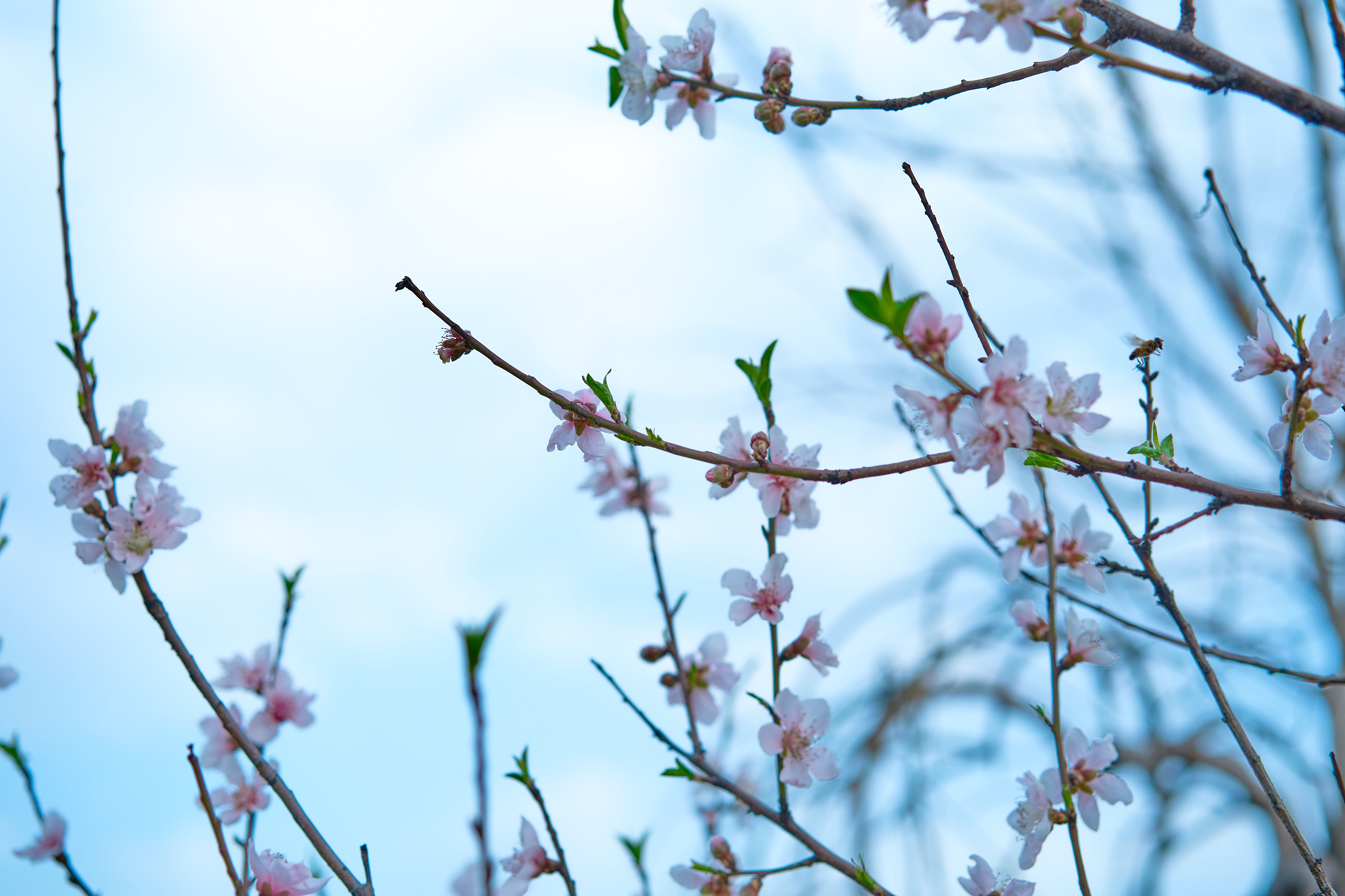 春日赏景桃花盛开手机壁纸