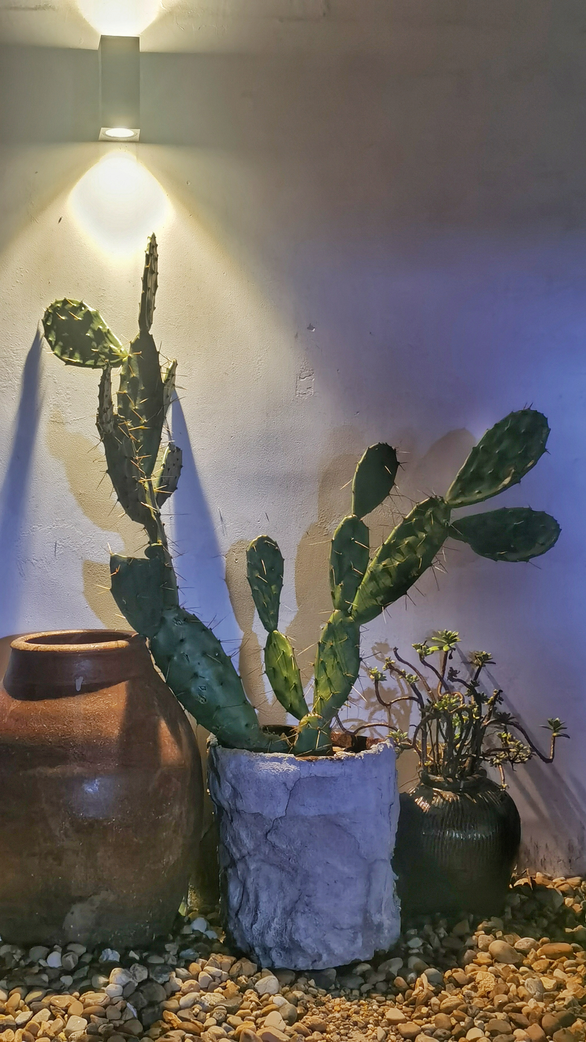 特色仙人掌绿植盆栽 打造独特装饰景观