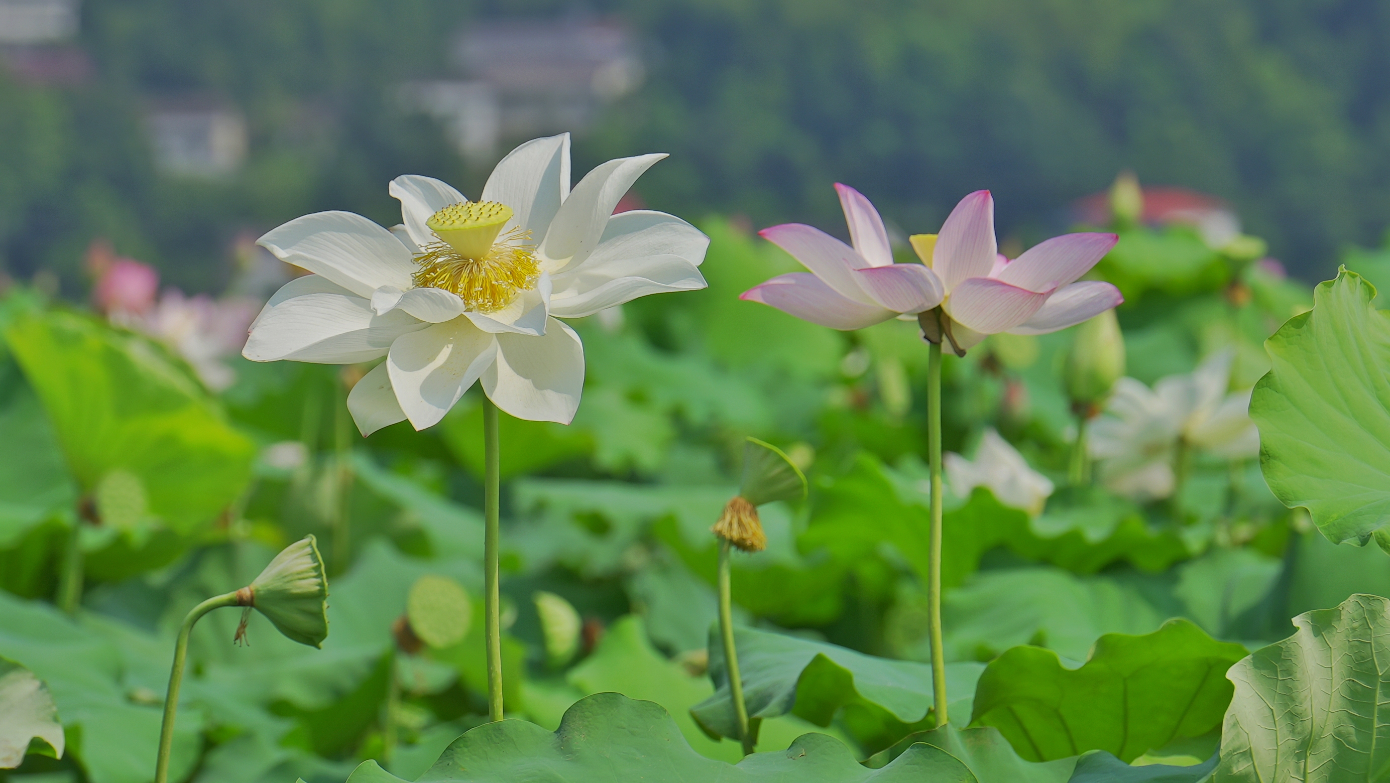 赏清新荷花之美，感受自然的宁静与芬芳