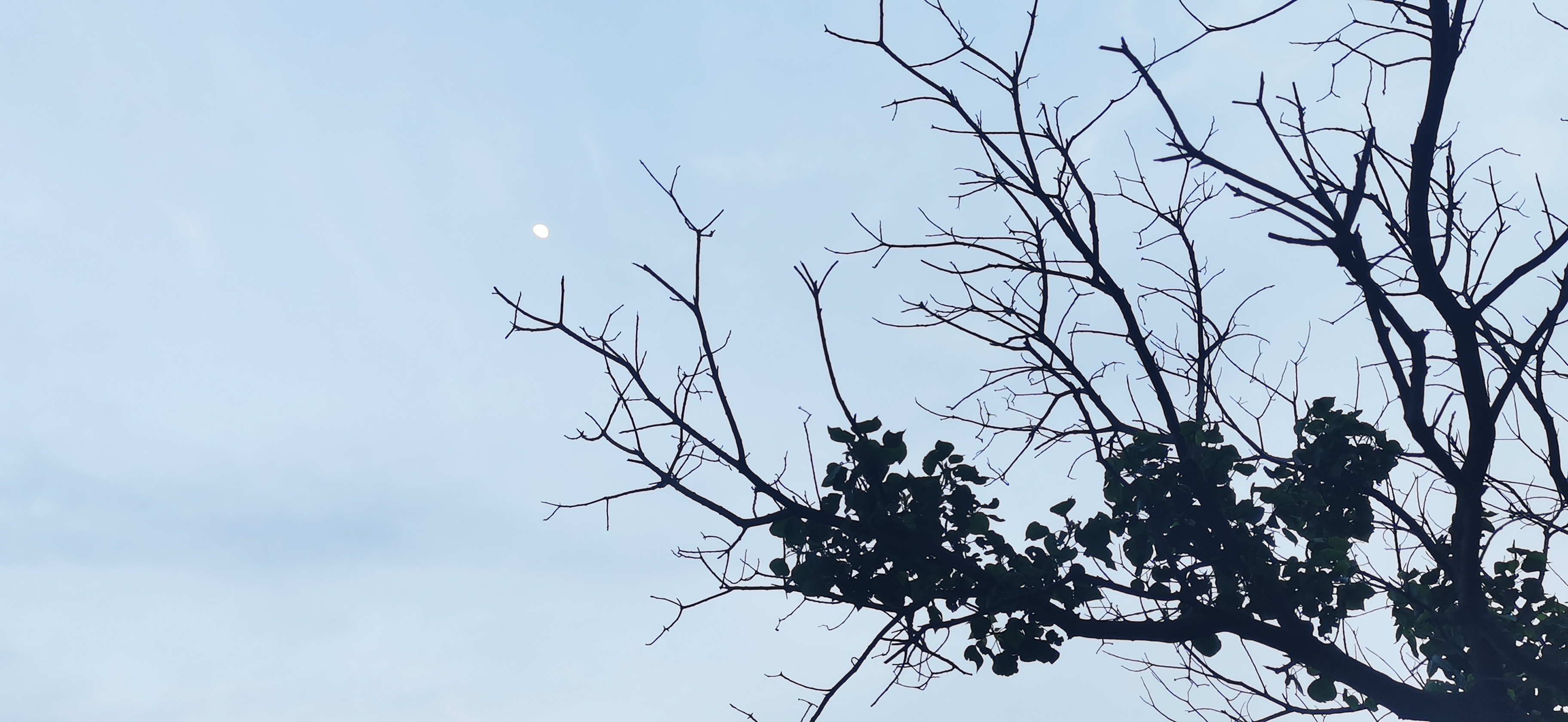 枯树枝丫映天空，自然之美尽显其中