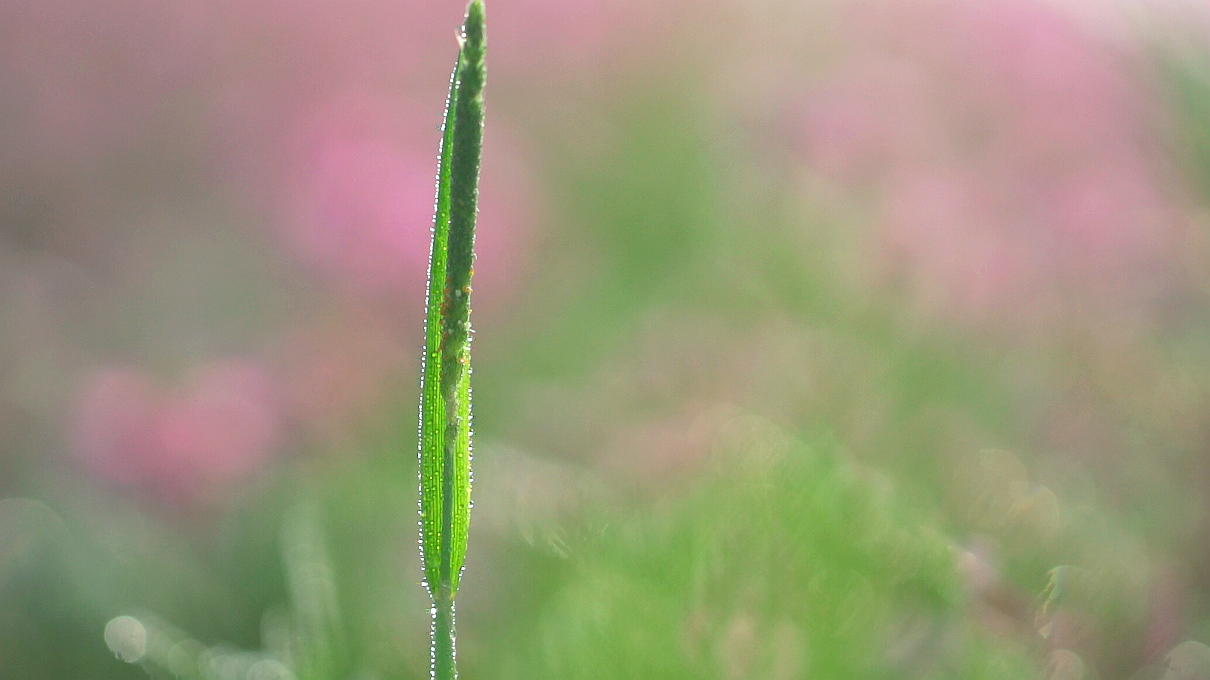 清新小草特写 优质手机壁纸素材