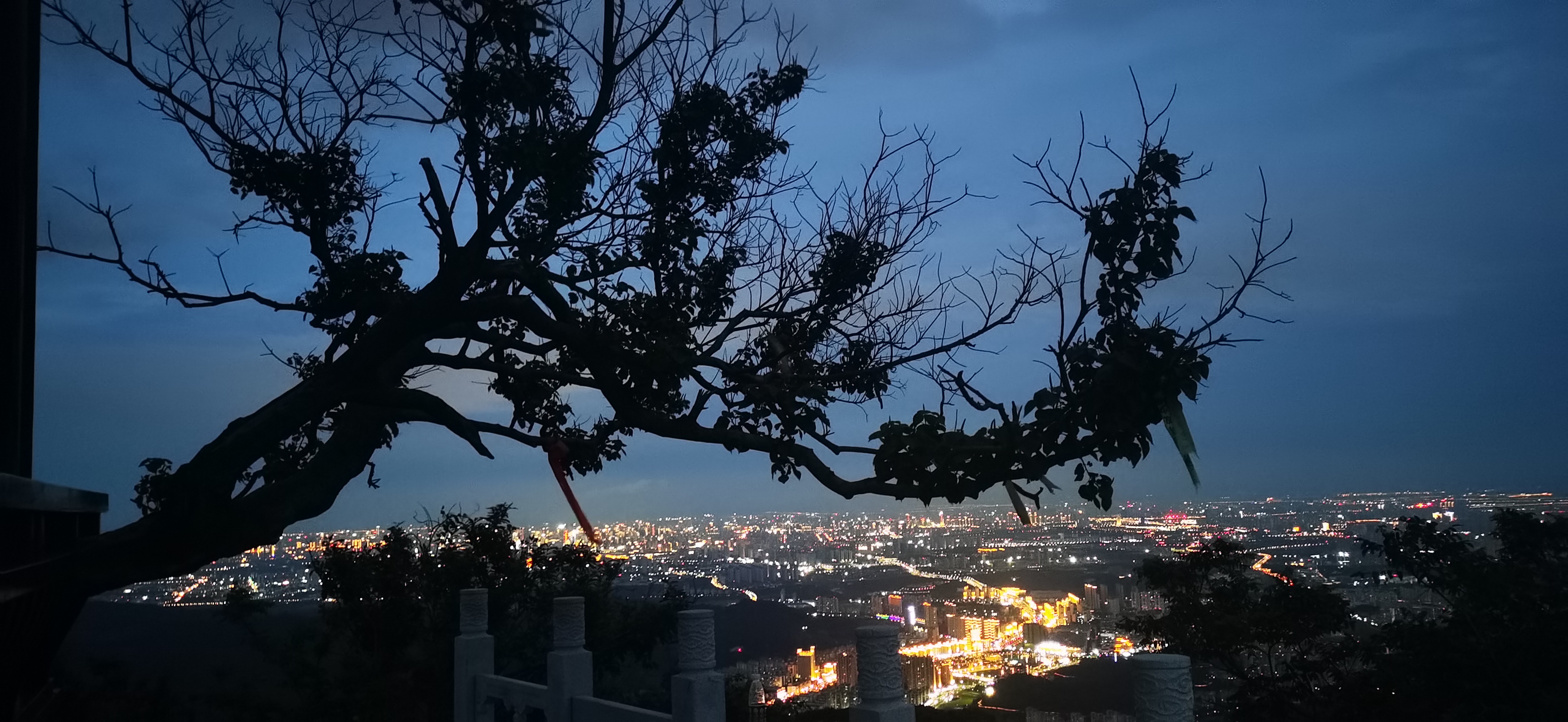 暮色中树枝剪影下的城市夜景电脑壁纸