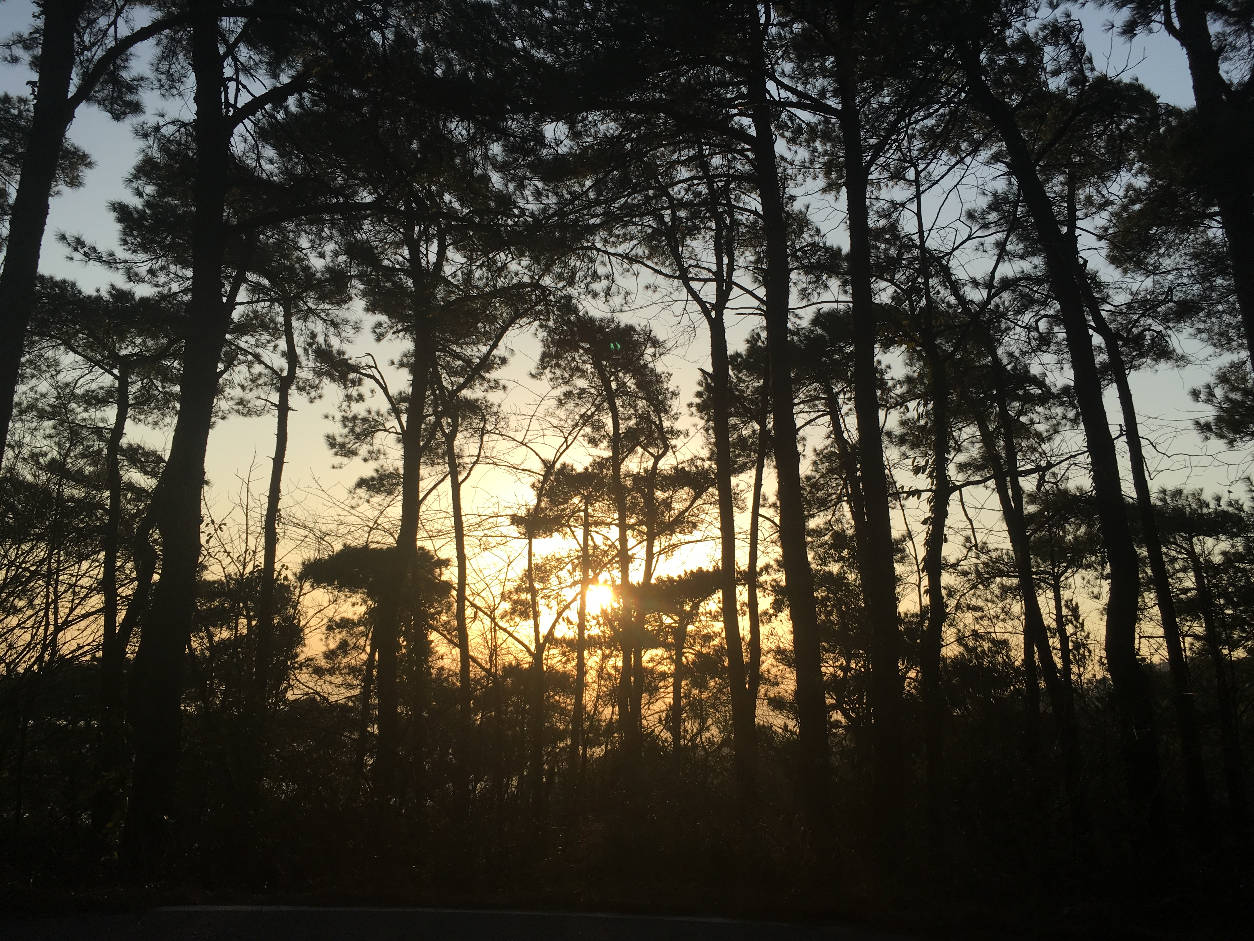 夕阳下的森林美景 手机壁纸尽显自然魅力