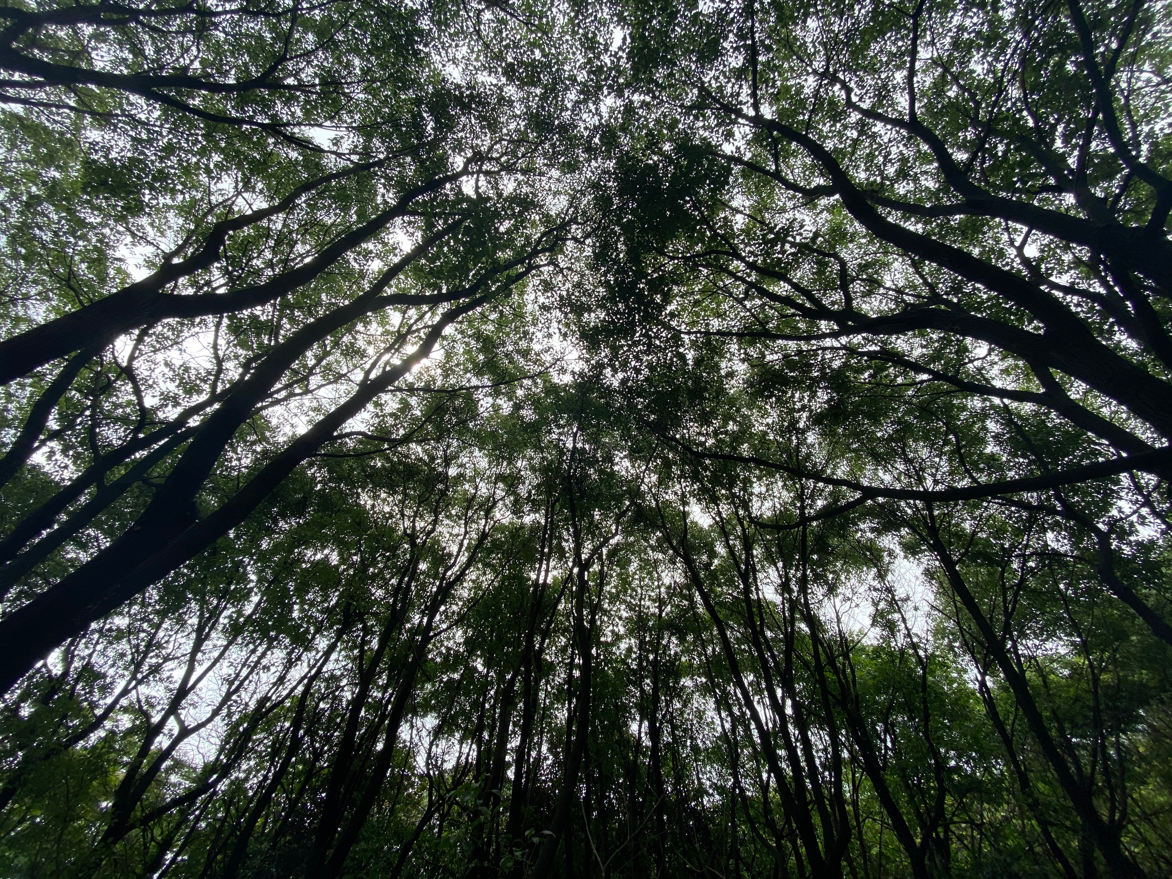 茂密森林的自然之美 手机壁纸素材