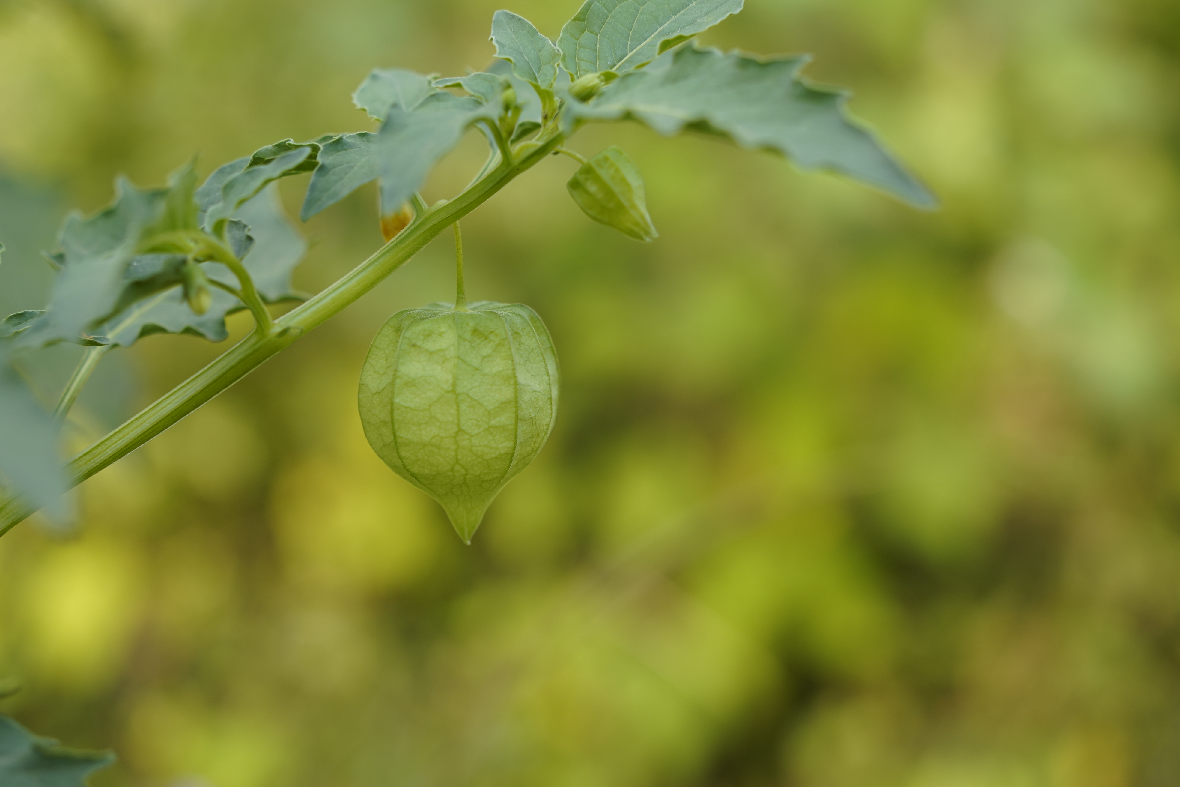 绿色植物果实的清新自然之美
